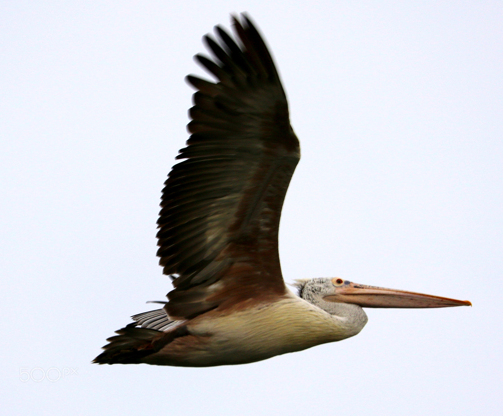 Canon EF-S 55-250mm F4-5.6 IS STM sample photo. Bird photography