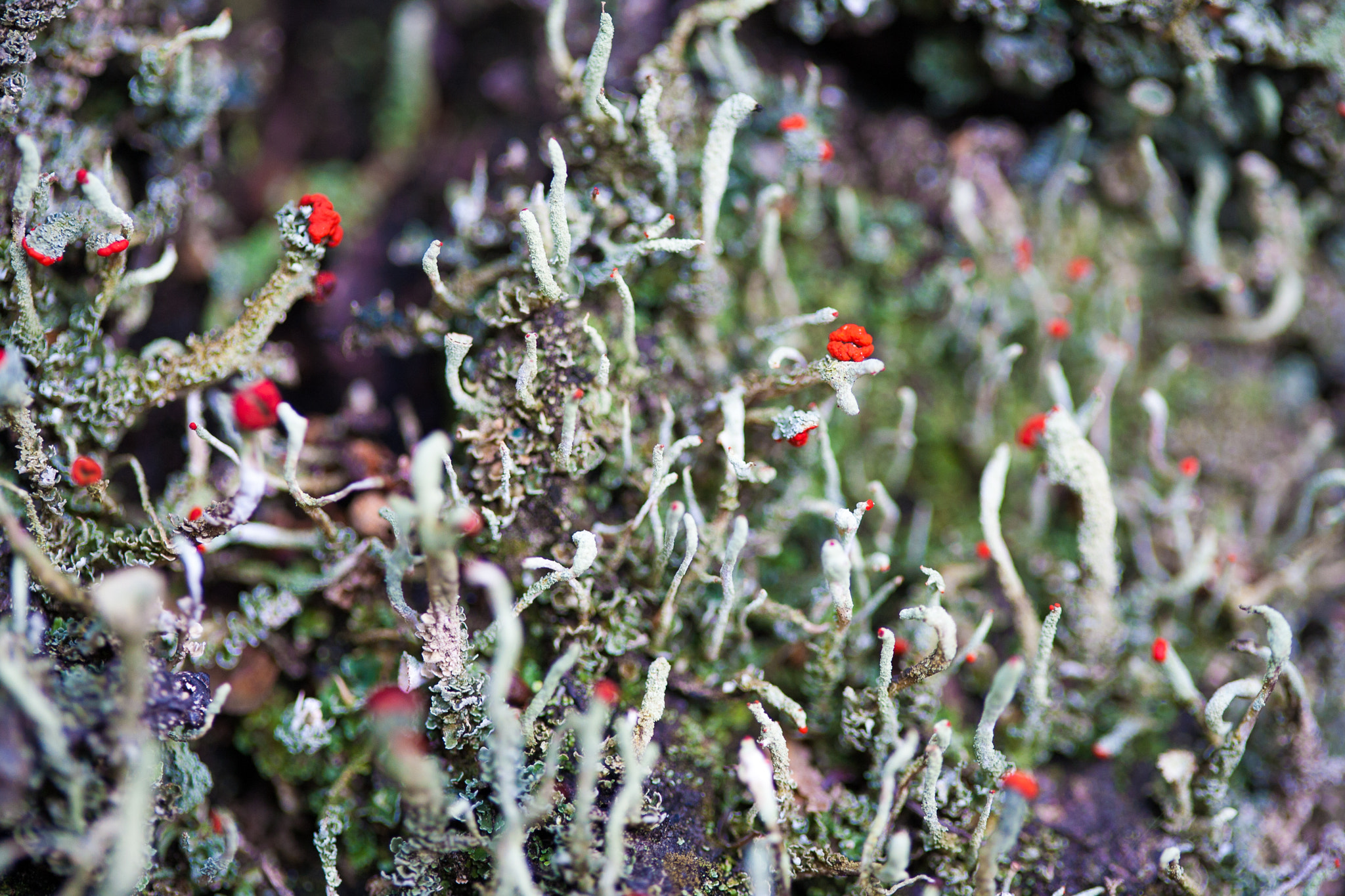 Canon EF 100mm F2.8 Macro USM sample photo. Img photography