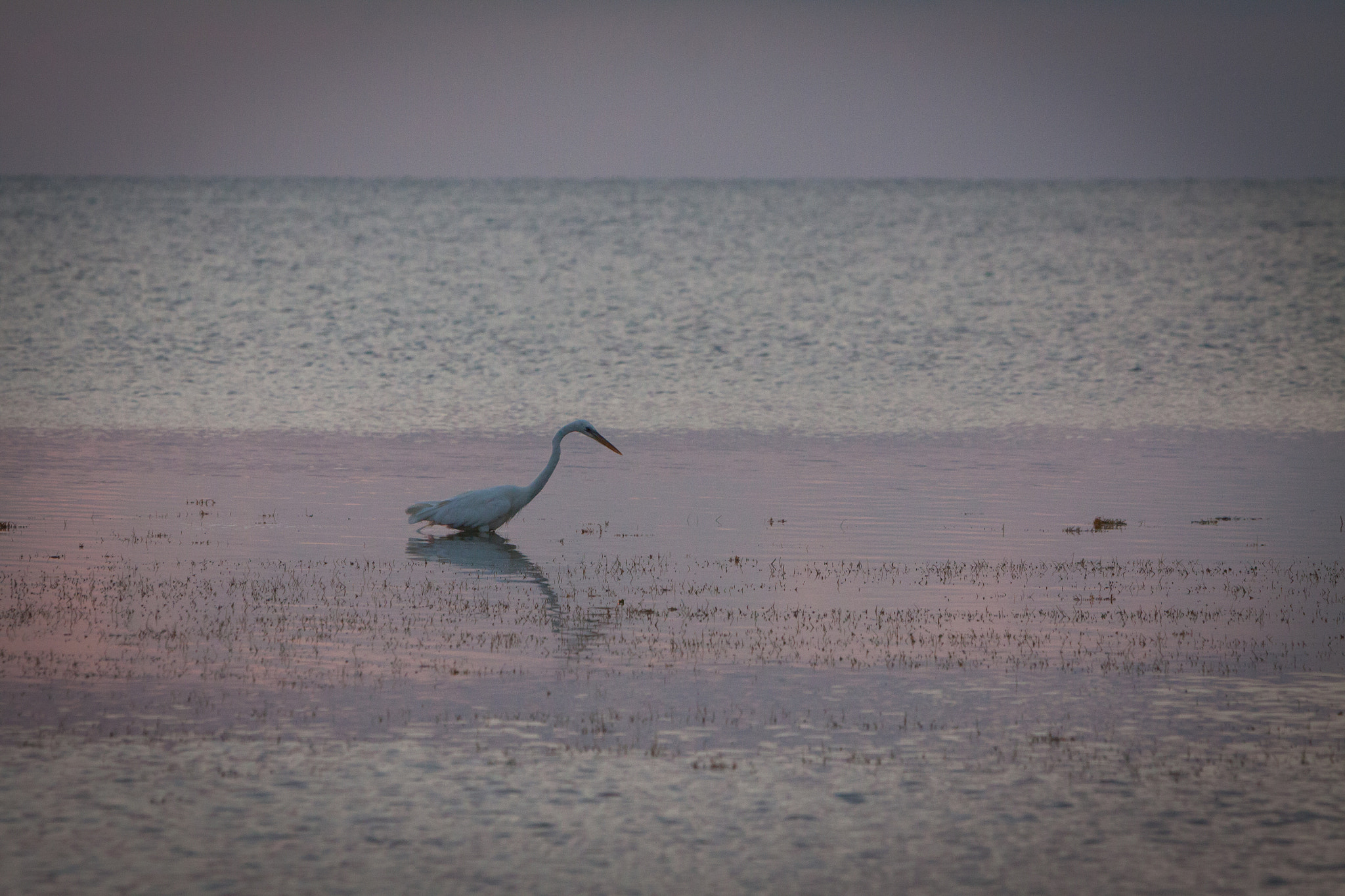 Canon EF 70-200mm F2.8L IS USM sample photo. Fishing for dinner .... photography