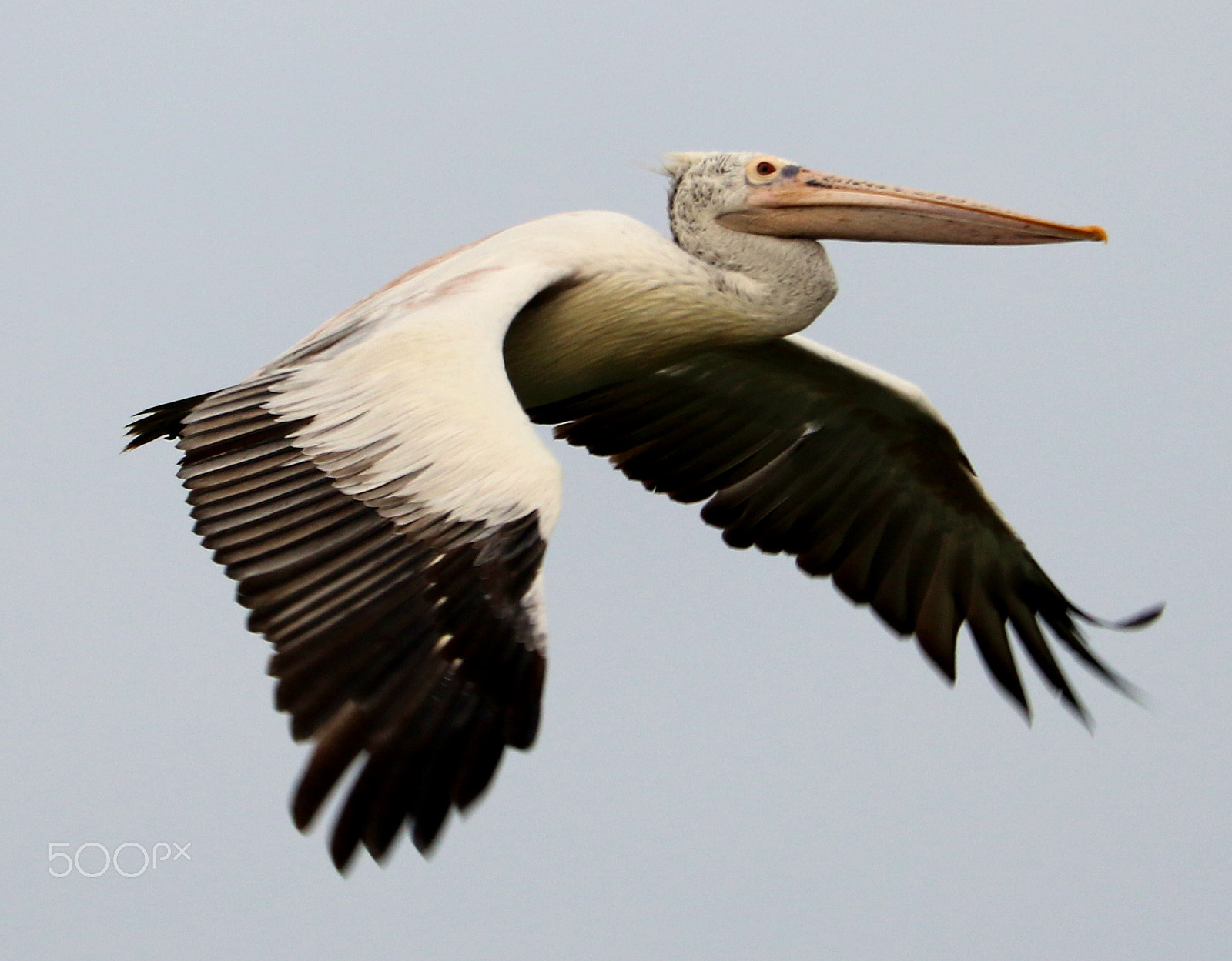 Canon EF-S 55-250mm F4-5.6 IS STM sample photo. Bird open wings photography
