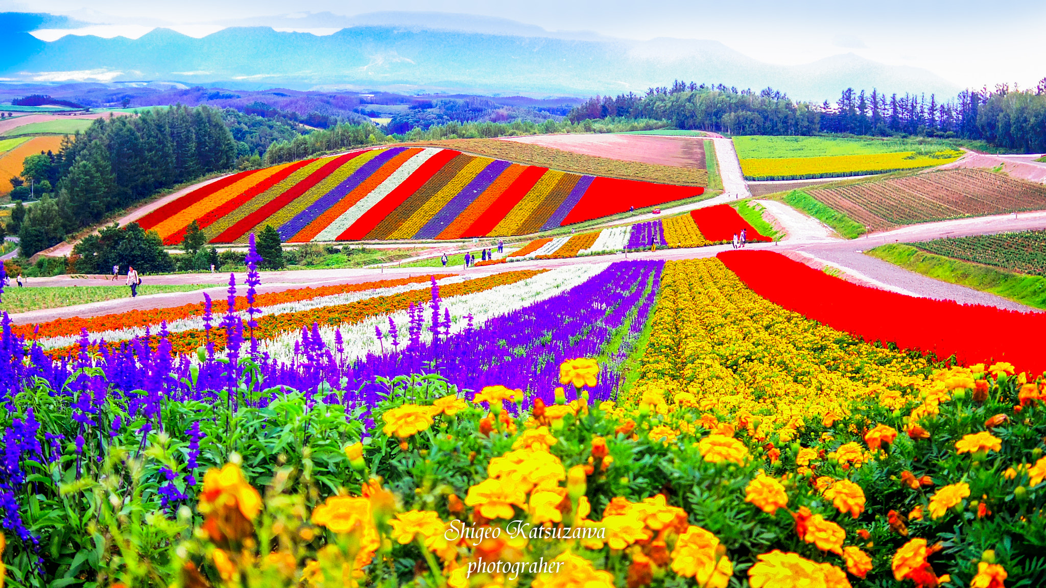 Pentax Q-S1 + Pentax 01 Standard Prime sample photo. Biei hokkaido photography