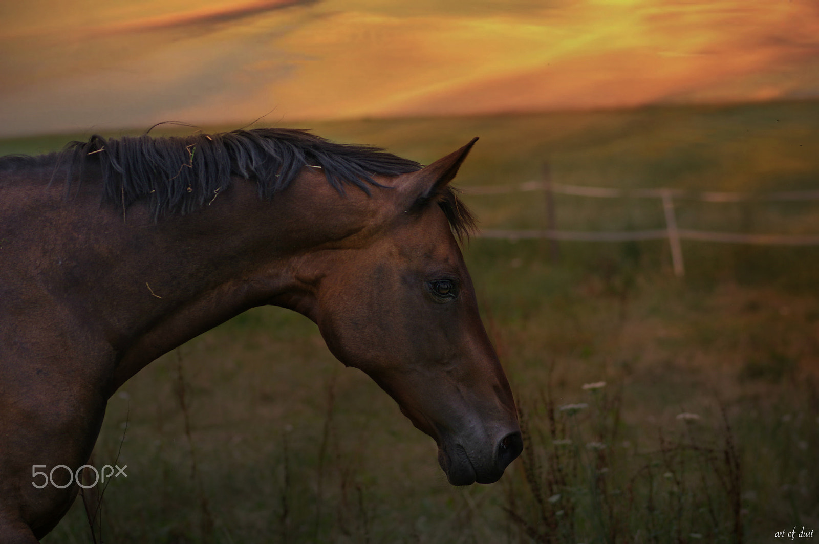 Pentax smc D-FA 100mm F2.8 macro sample photo. Feuerherz - fireheart photography