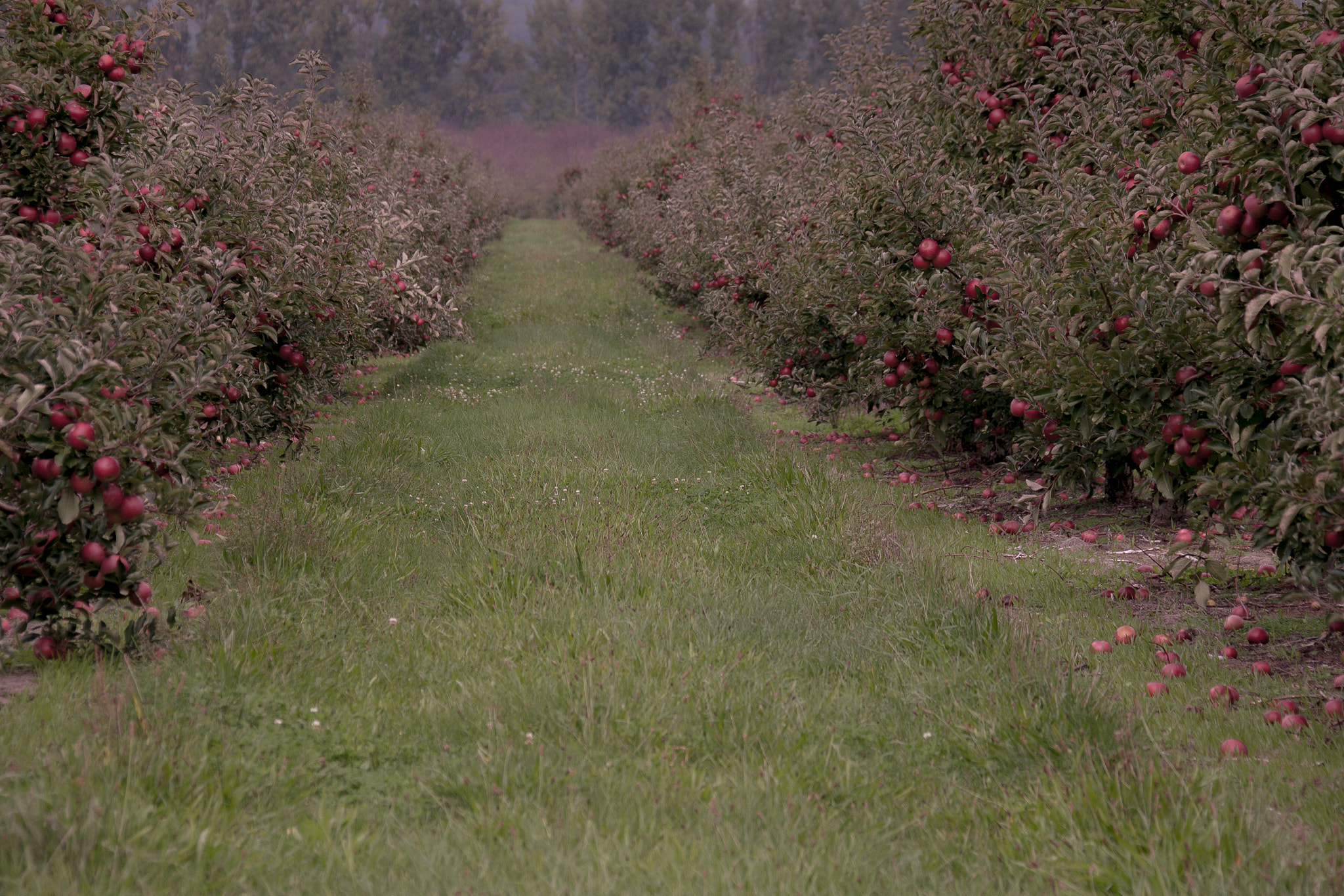 Canon EOS 500D (EOS Rebel T1i / EOS Kiss X3) sample photo. Michigan apple orchard photography