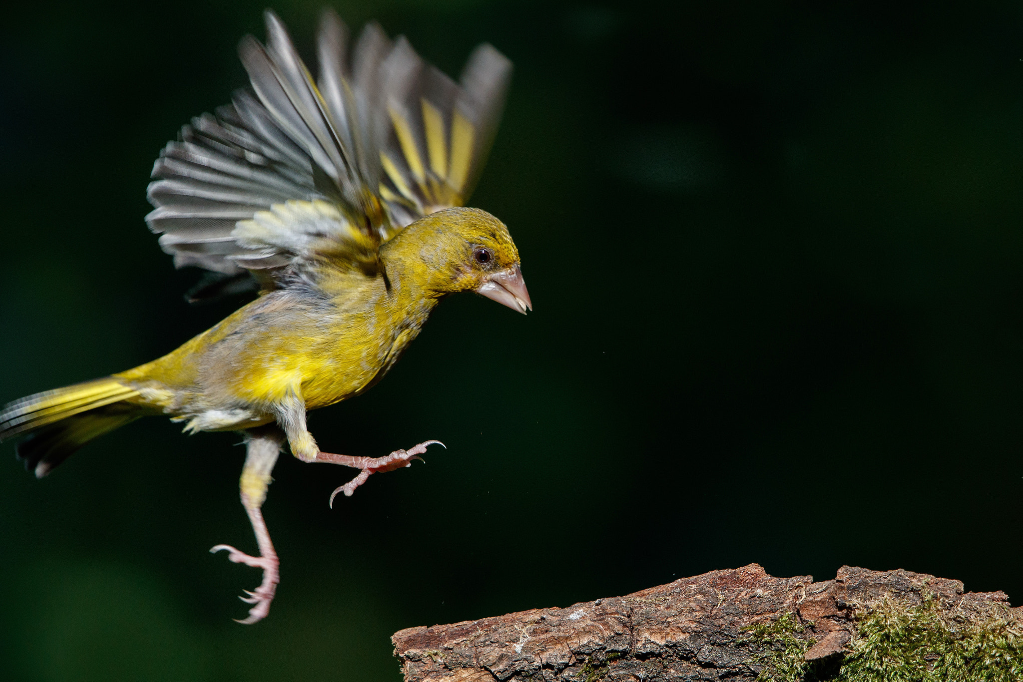 Canon EF 500mm F4L IS II USM sample photo. Prepare for landing ;-) photography