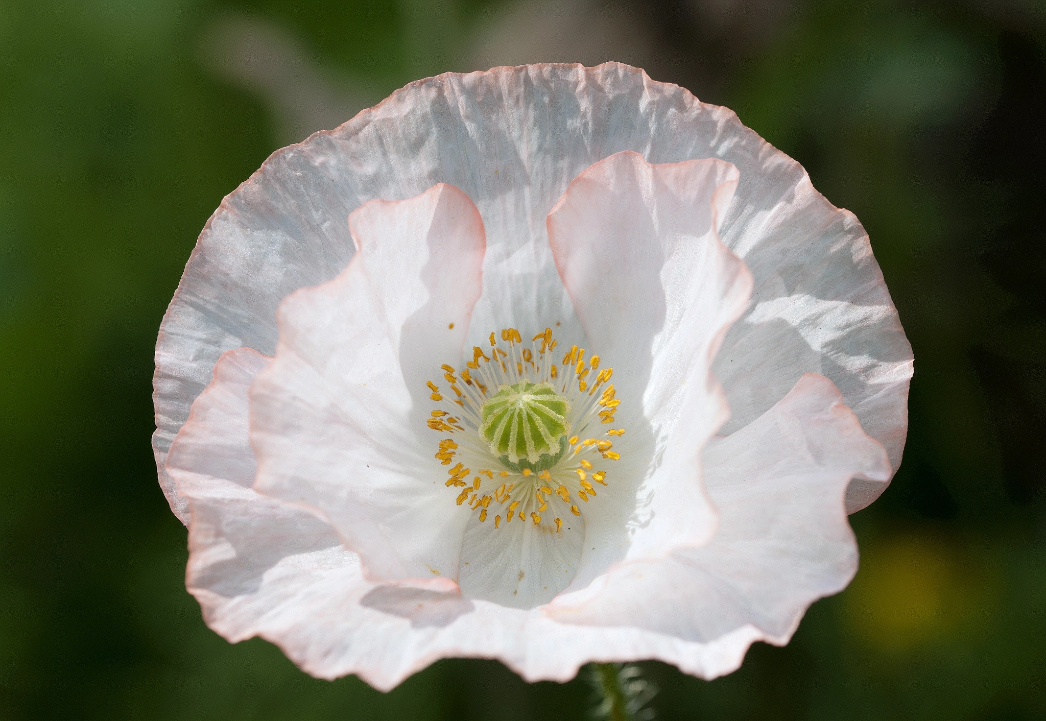 Sigma 105mm F2.8 EX DG OS HSM sample photo. Poppy photography