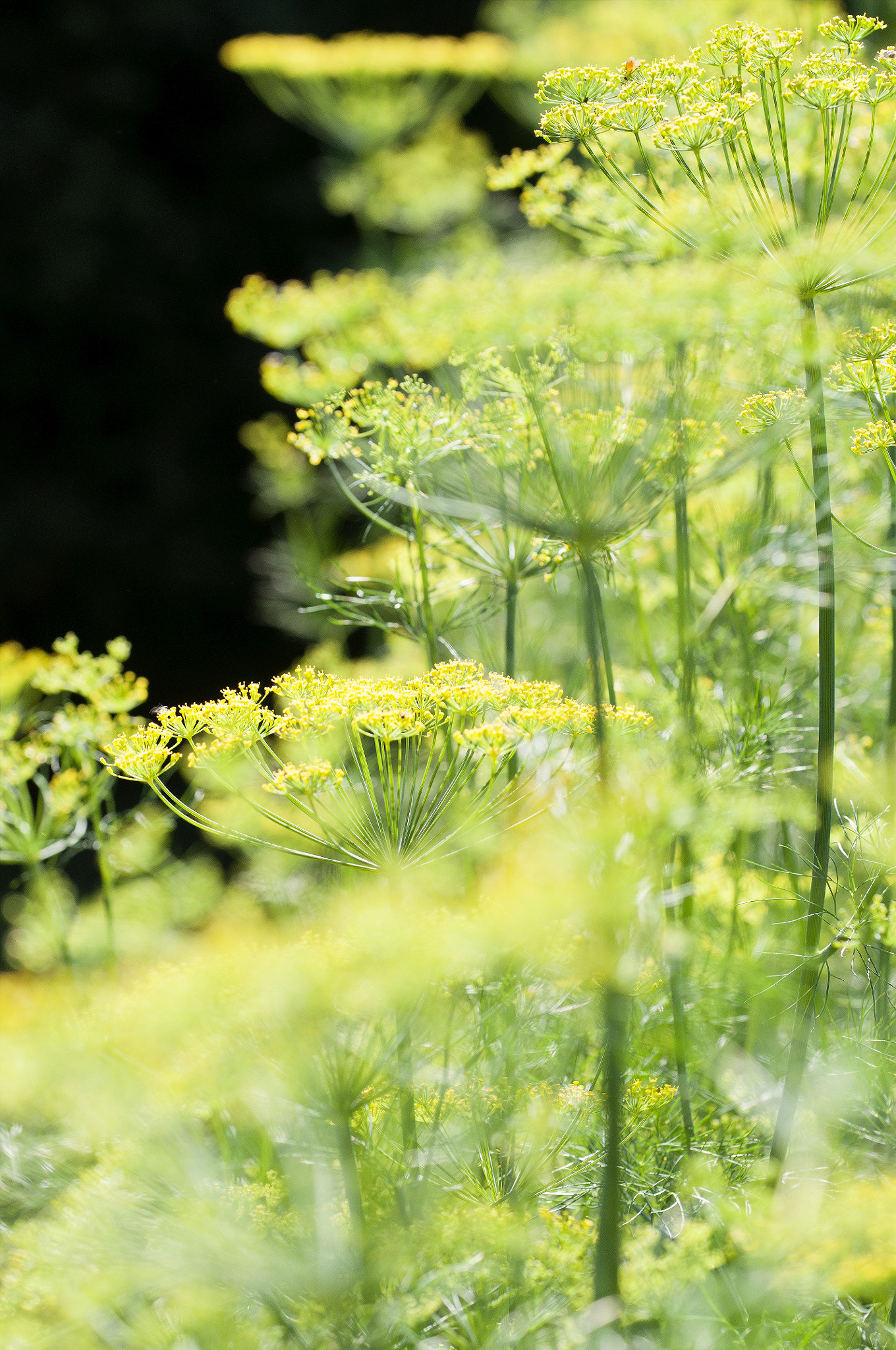 Sigma 105mm F2.8 EX DG OS HSM sample photo. Dill photography