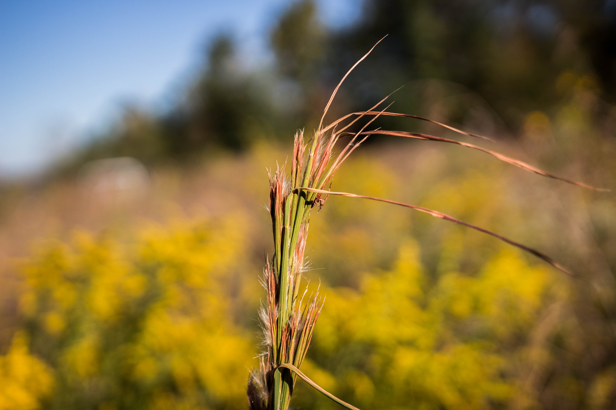 Sigma 18-35mm f/1.8 DC HSM sample photo. Tall grass photography