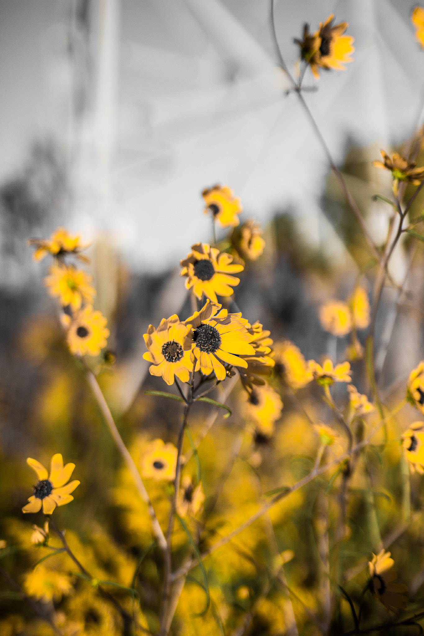 Sigma 18-35mm f/1.8 DC HSM sample photo. All yellow photography