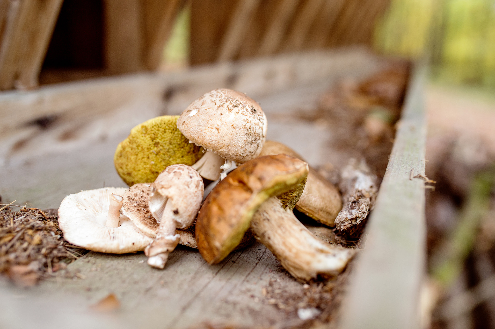 Nikon D4S + Sigma 35mm F1.4 DG HSM Art sample photo. Various mushrooms on old wooden bench in autumn forest photography