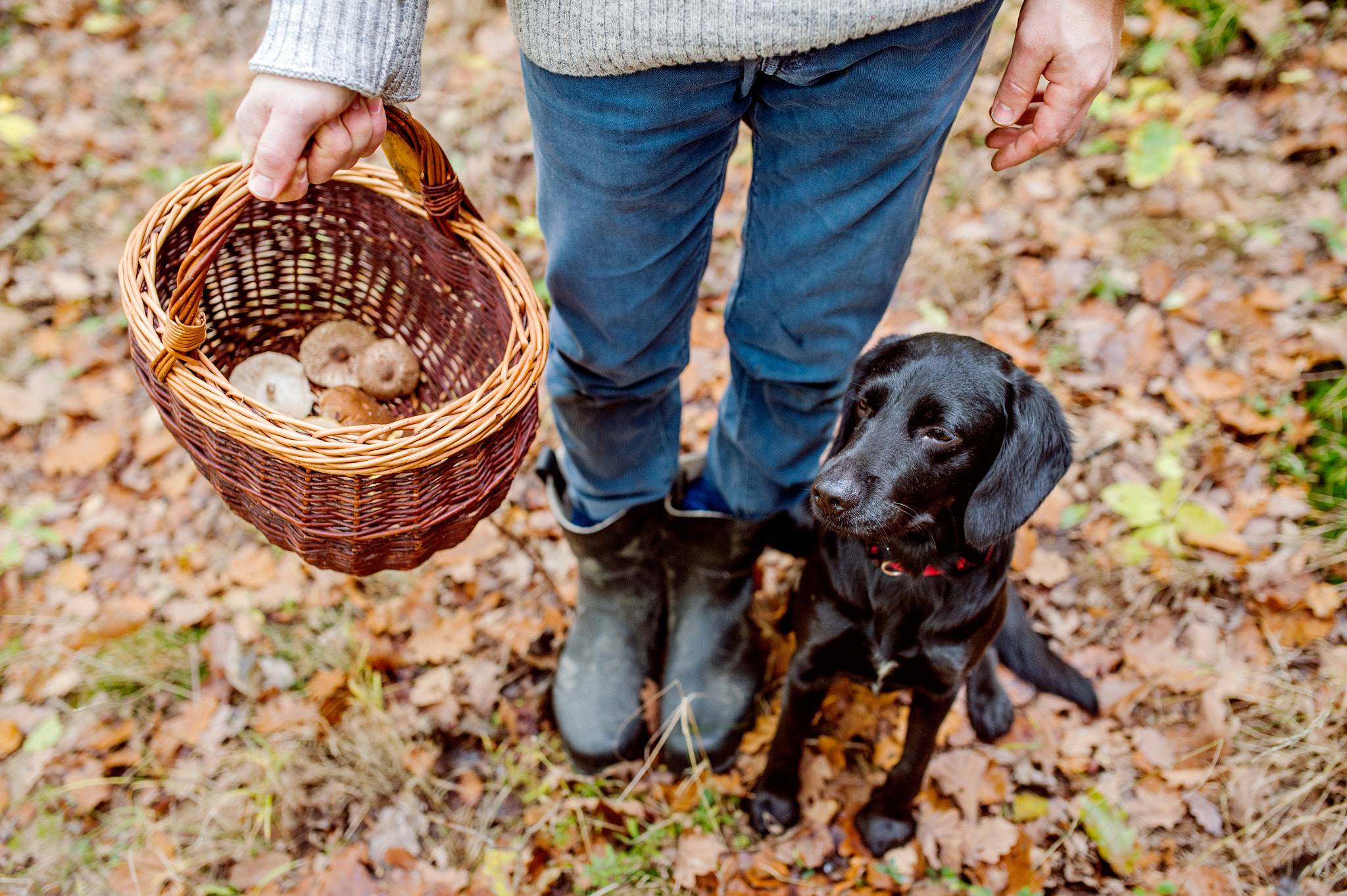 Nikon D4S + Sigma 35mm F1.4 DG HSM Art sample photo. Unrecognizable man with dog holding basket with mushooms, forest photography