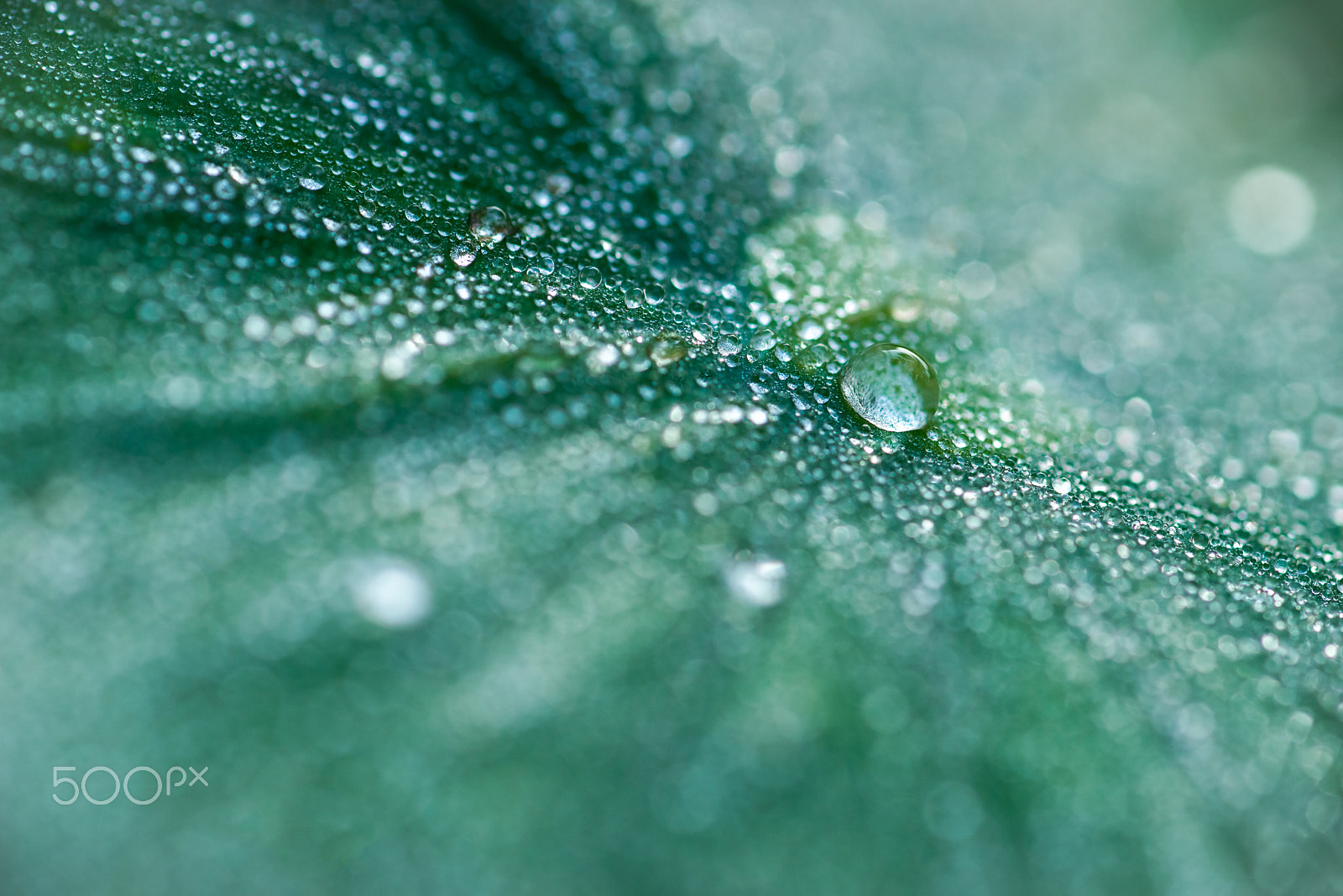 Tamron SP AF 90mm F2.8 Di Macro sample photo. Glowing in morning photography
