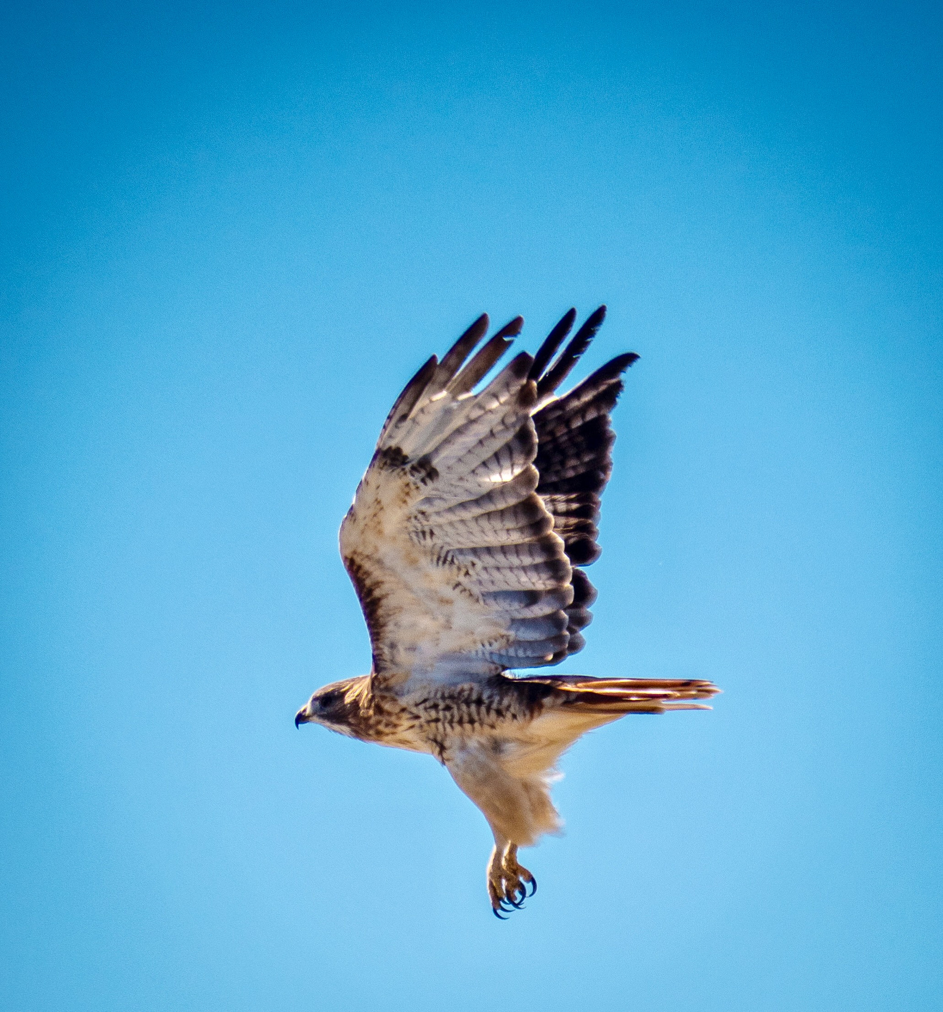 Panasonic Lumix G Vario 45-200mm F4-5.6 OIS sample photo. Take flight photography