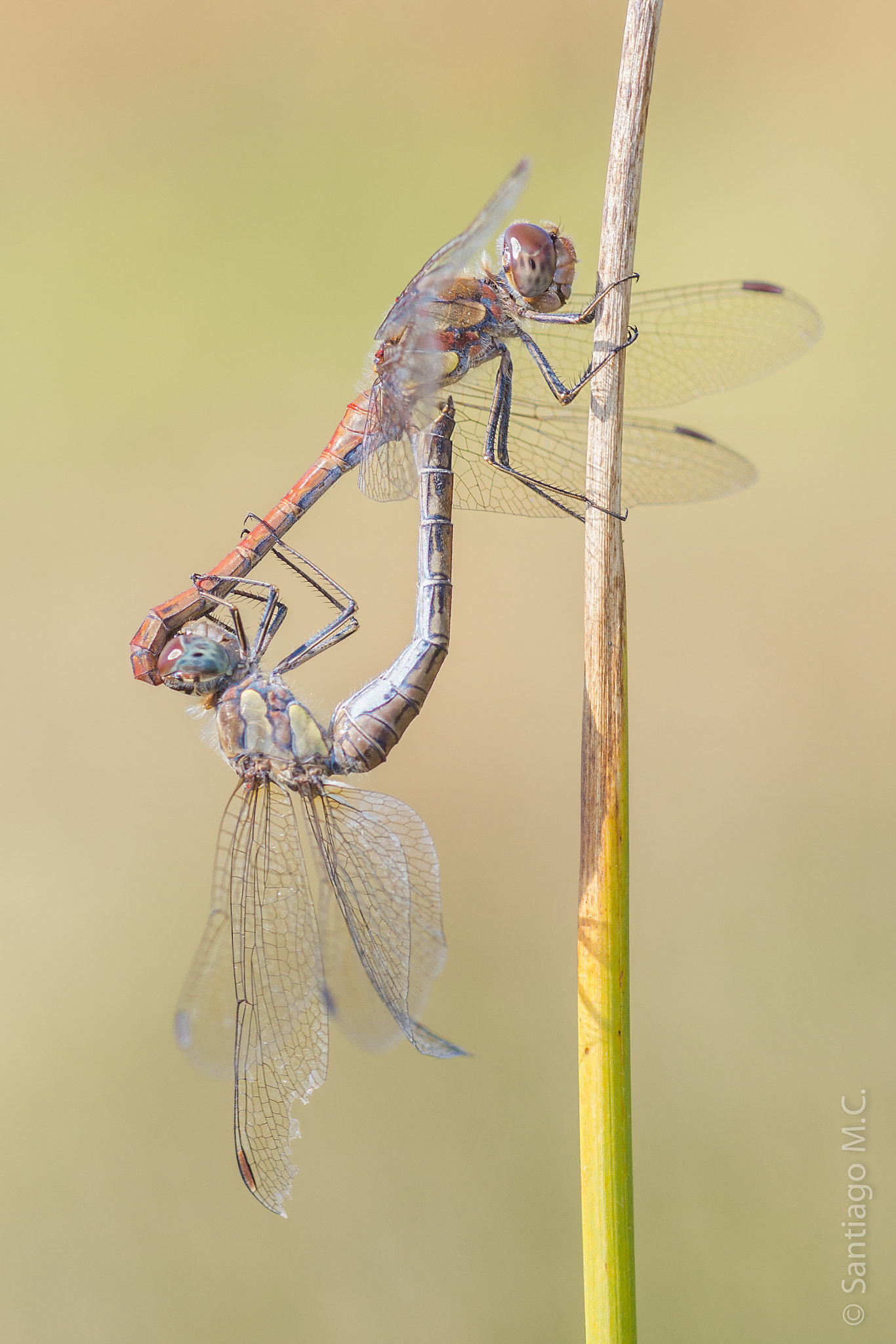 Sony SLT-A77 + Sony 100mm F2.8 Macro sample photo. Sympetrum  striolatum (cópula) photography