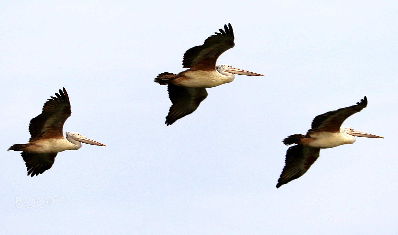 Canon EF-S 55-250mm F4-5.6 IS STM sample photo. Connected birds photography
