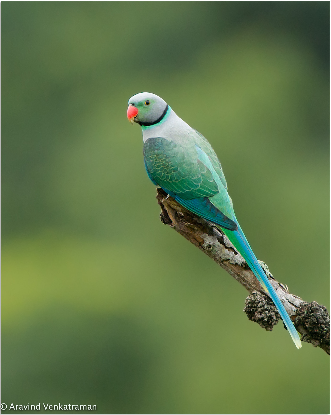 Canon EF 500mm F4L IS USM sample photo. Malabar parakeet photography