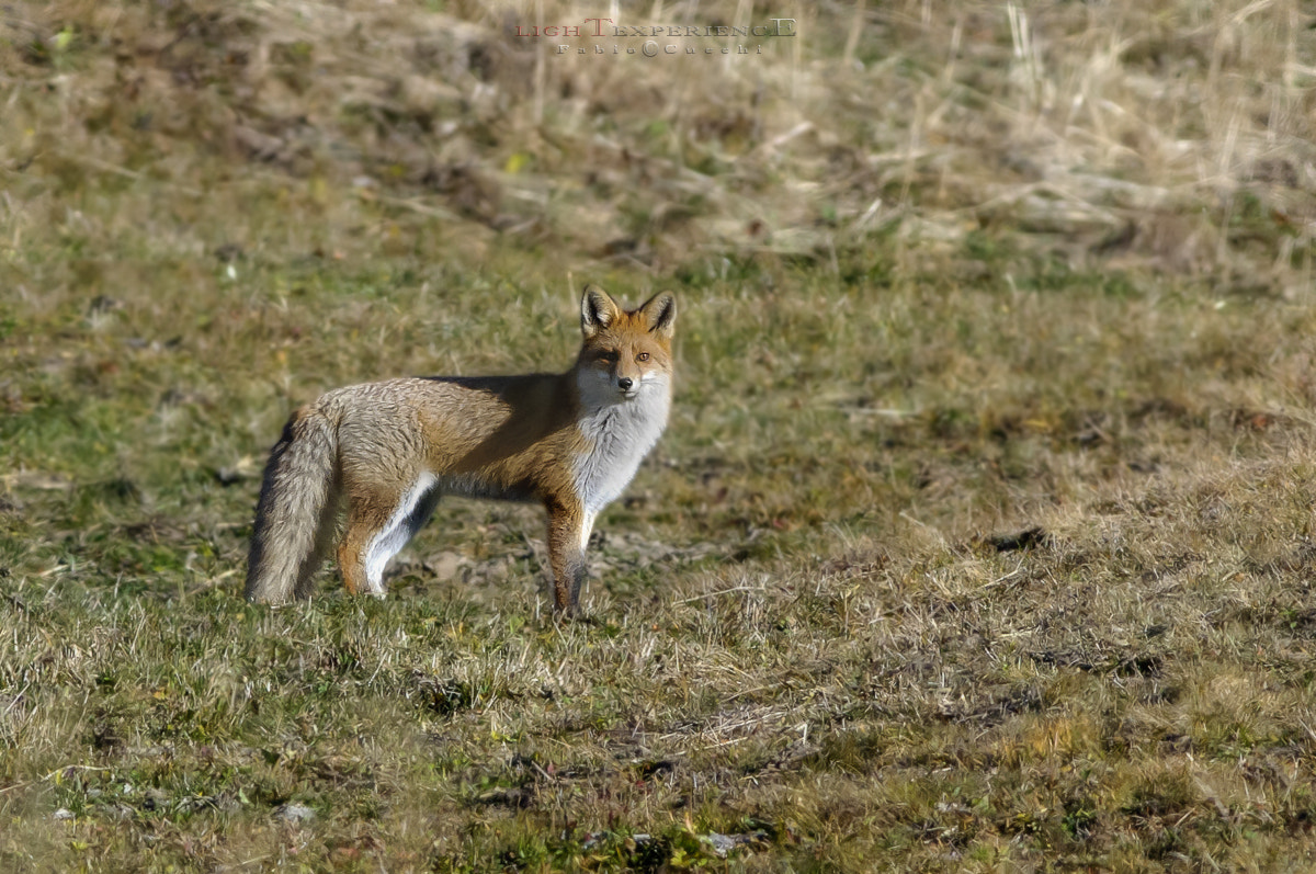 Nikon AF-S Nikkor 300mm F2.8G ED VR II sample photo. You see me!!! photography