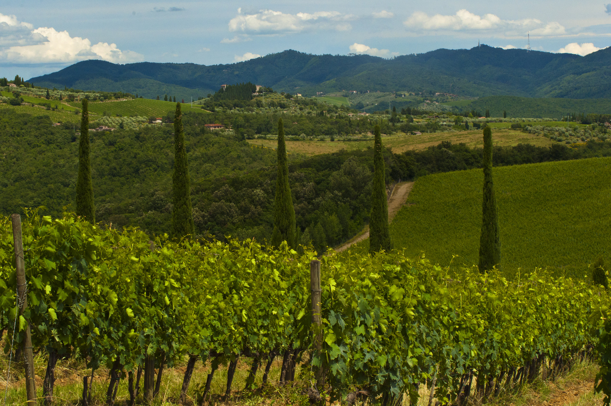 Sigma 70-200mm F2.8 EX DG OS HSM sample photo. Tuscan wine photography