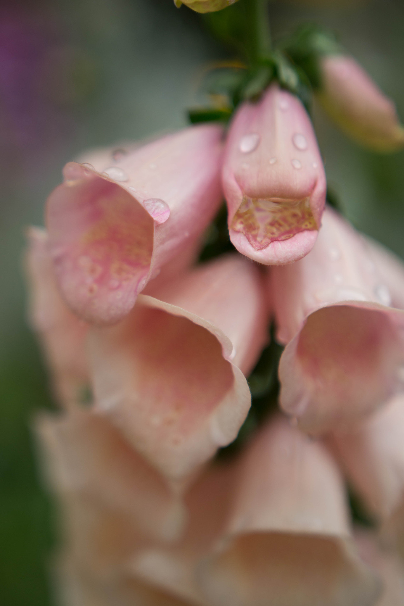Sigma 18-35mm f/1.8 DC HSM sample photo. Pink flowers photography