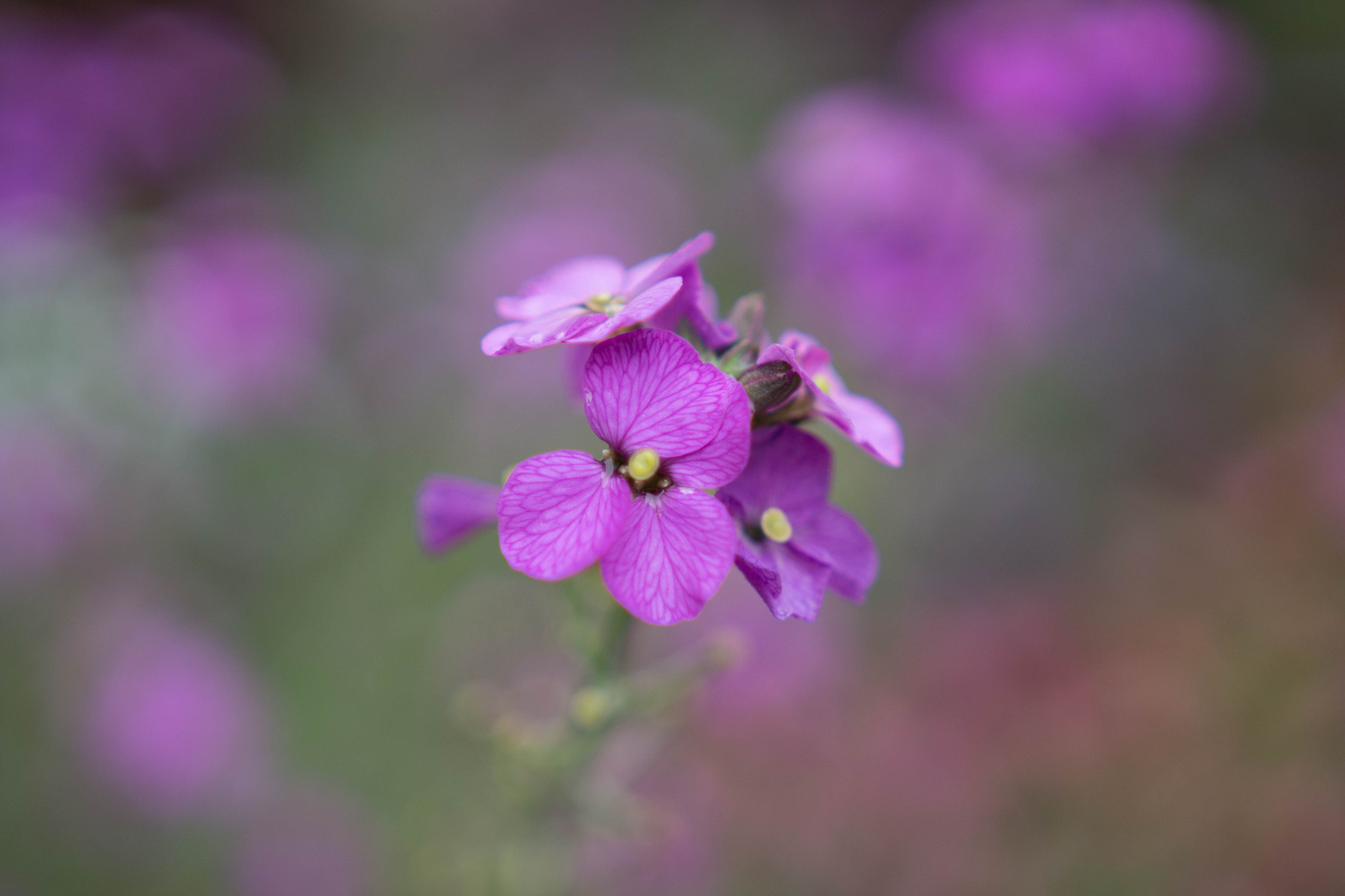 Canon EOS 100D (EOS Rebel SL1 / EOS Kiss X7) + Sigma 18-35mm f/1.8 DC HSM sample photo. Purple flowers photography