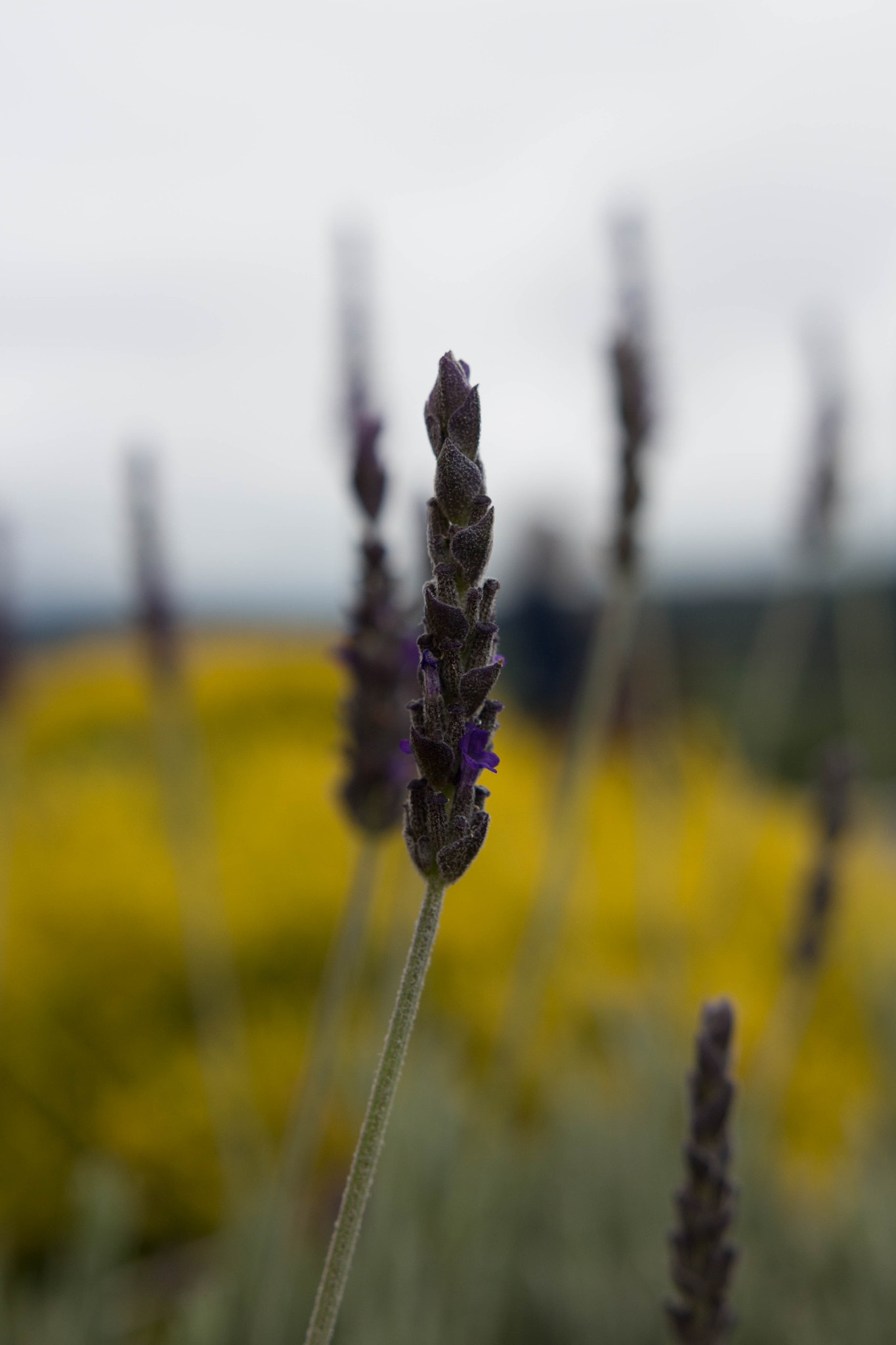 Sigma 18-35mm f/1.8 DC HSM sample photo. Img photography