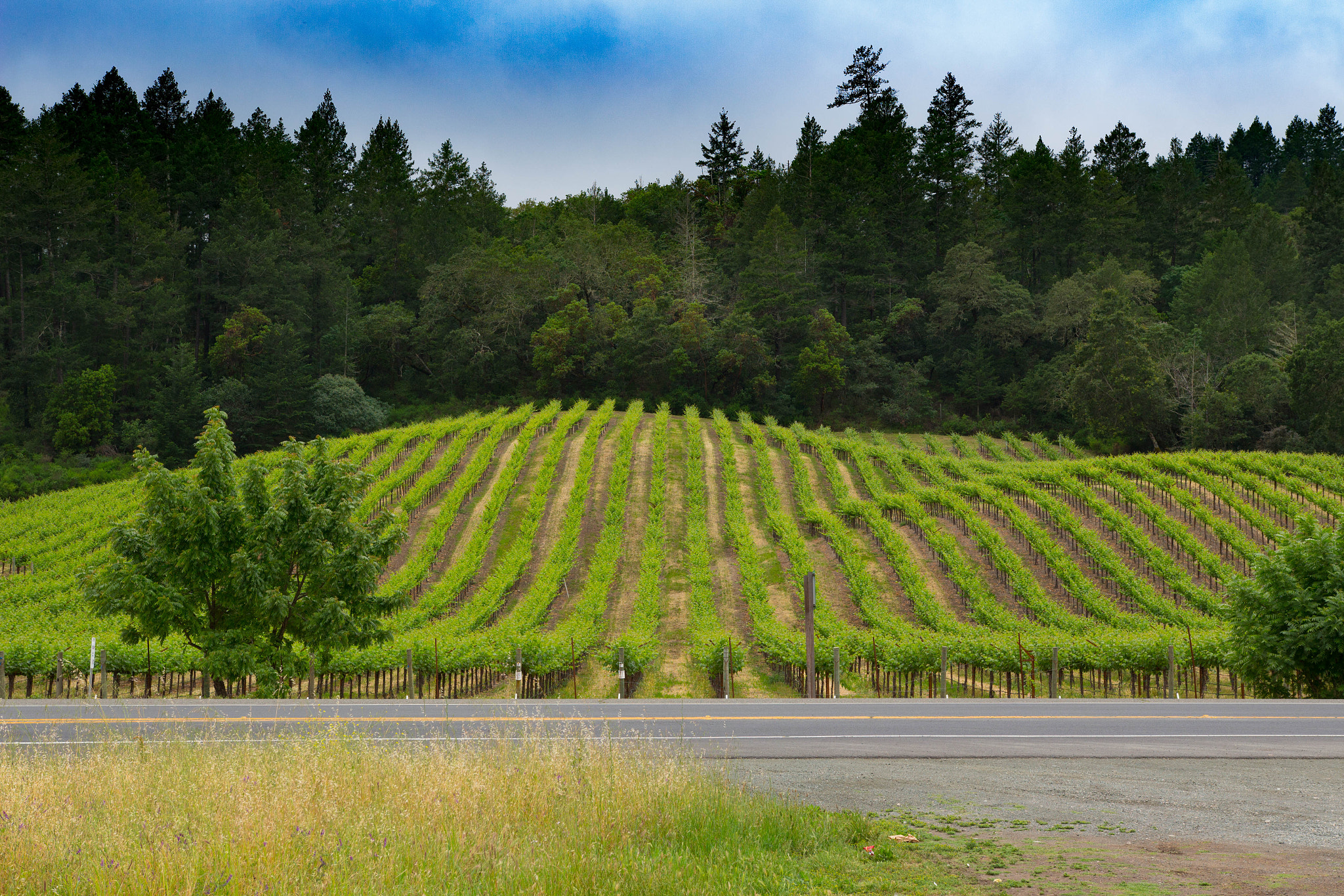 Sigma 18-35mm f/1.8 DC HSM sample photo. Vineyard photography