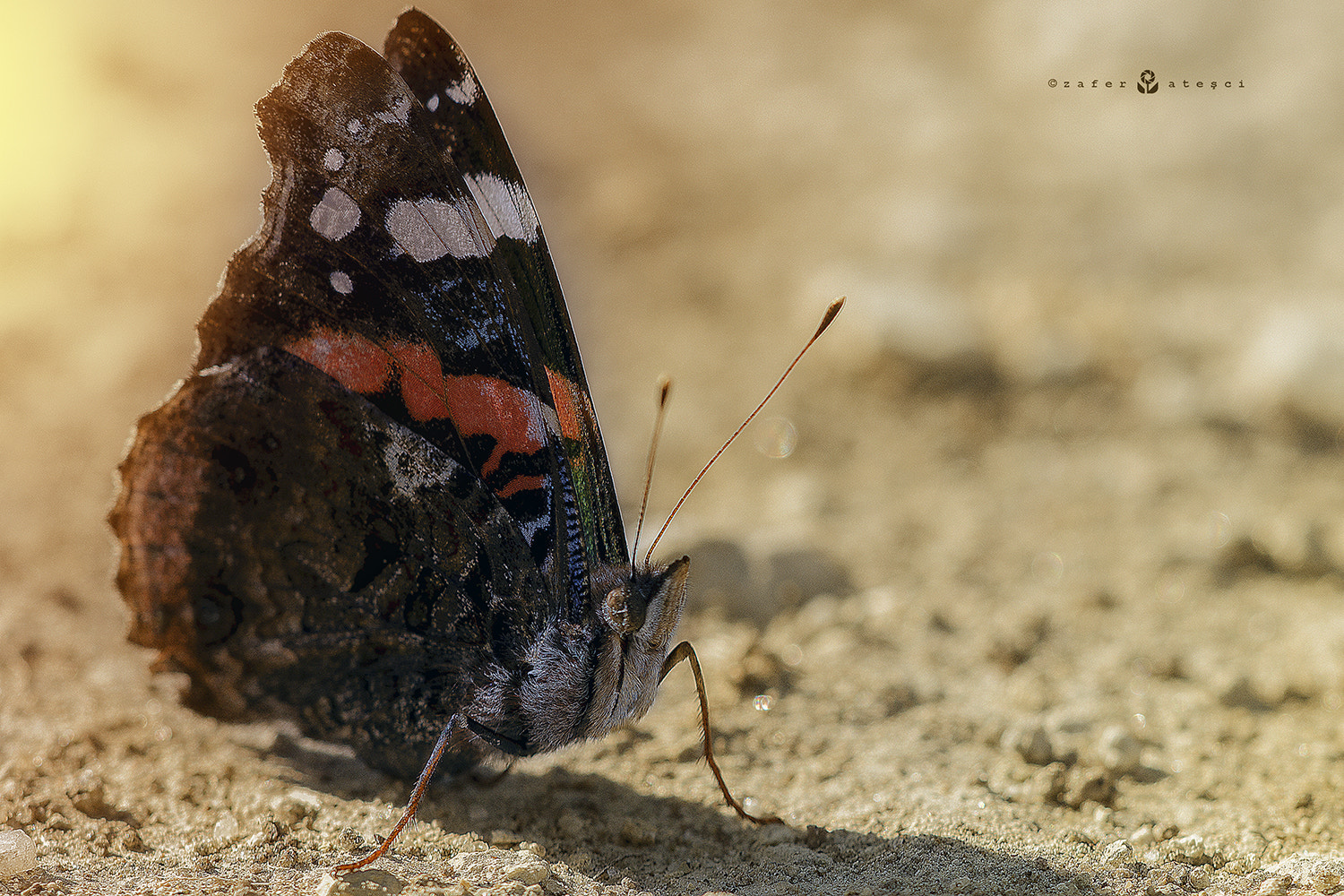 Sigma 150mm F2.8 EX DG Macro HSM sample photo. Vanessa atalanta photography