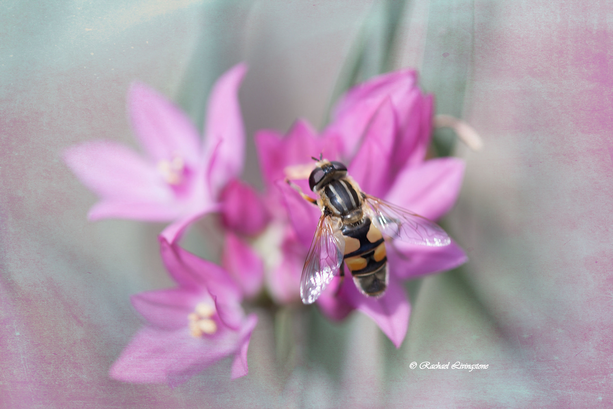 Canon EF 100mm F2.8 Macro USM sample photo. Img photography