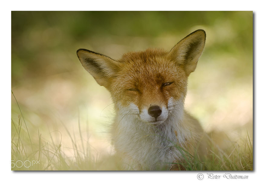 Nikon AF-S Nikkor 300mm F2.8G ED-IF VR sample photo. Foxy photography