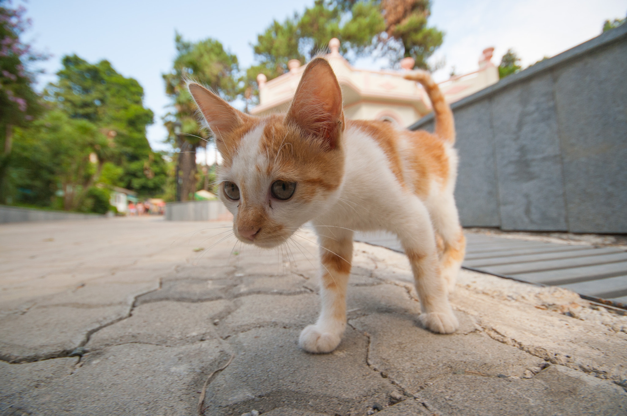 Sigma 10-20mm F4-5.6 EX DC HSM sample photo. Kitty photography
