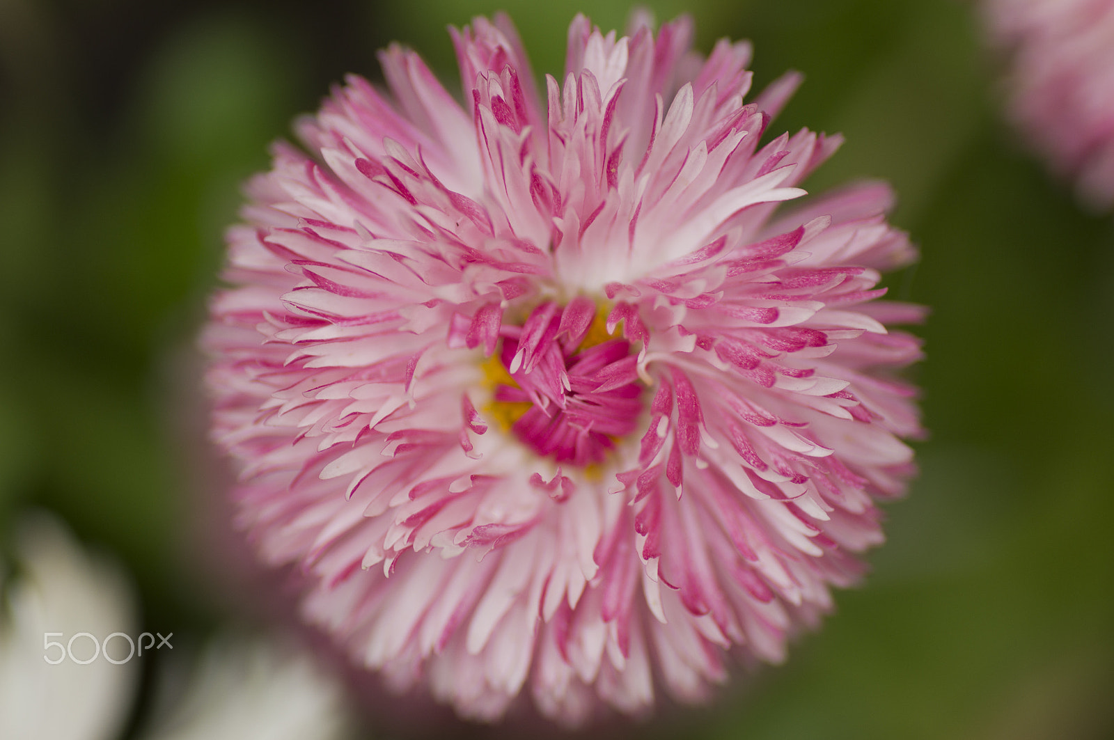 Sony SLT-A55 (SLT-A55V) + Tamron SP AF 90mm F2.8 Di Macro sample photo. Flower photography