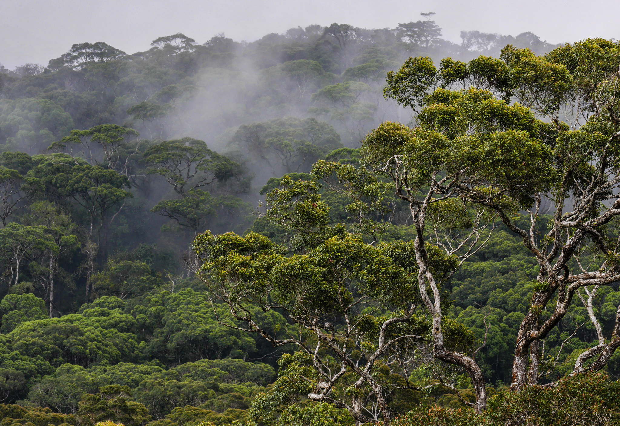 Panasonic Lumix DMC-GX7 sample photo. Sinharaja jungle mists, sri lanka photography