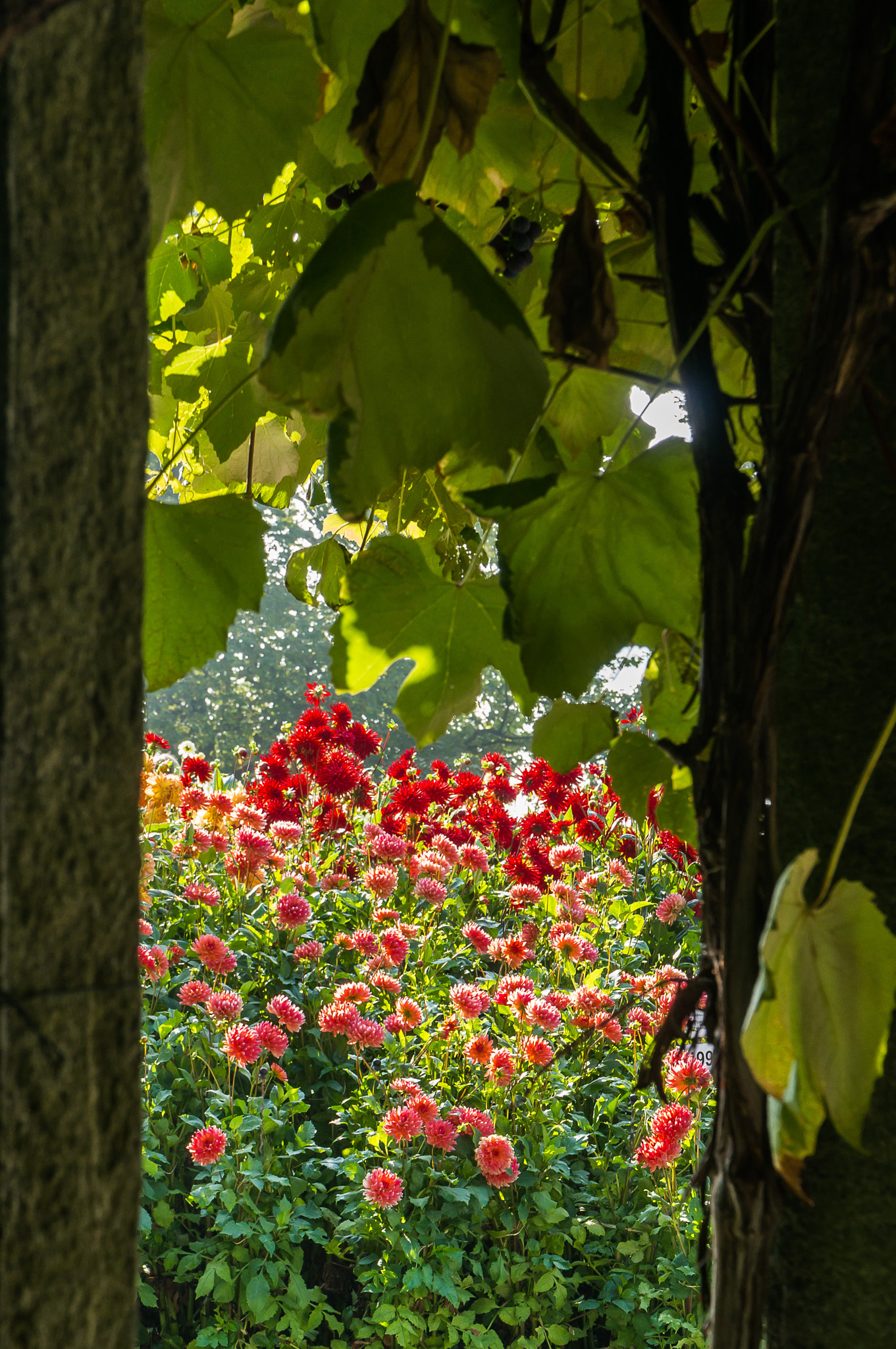 Sony Alpha NEX-6 + Sony E PZ 18-105mm F4 G OSS sample photo. Bel automne i photography