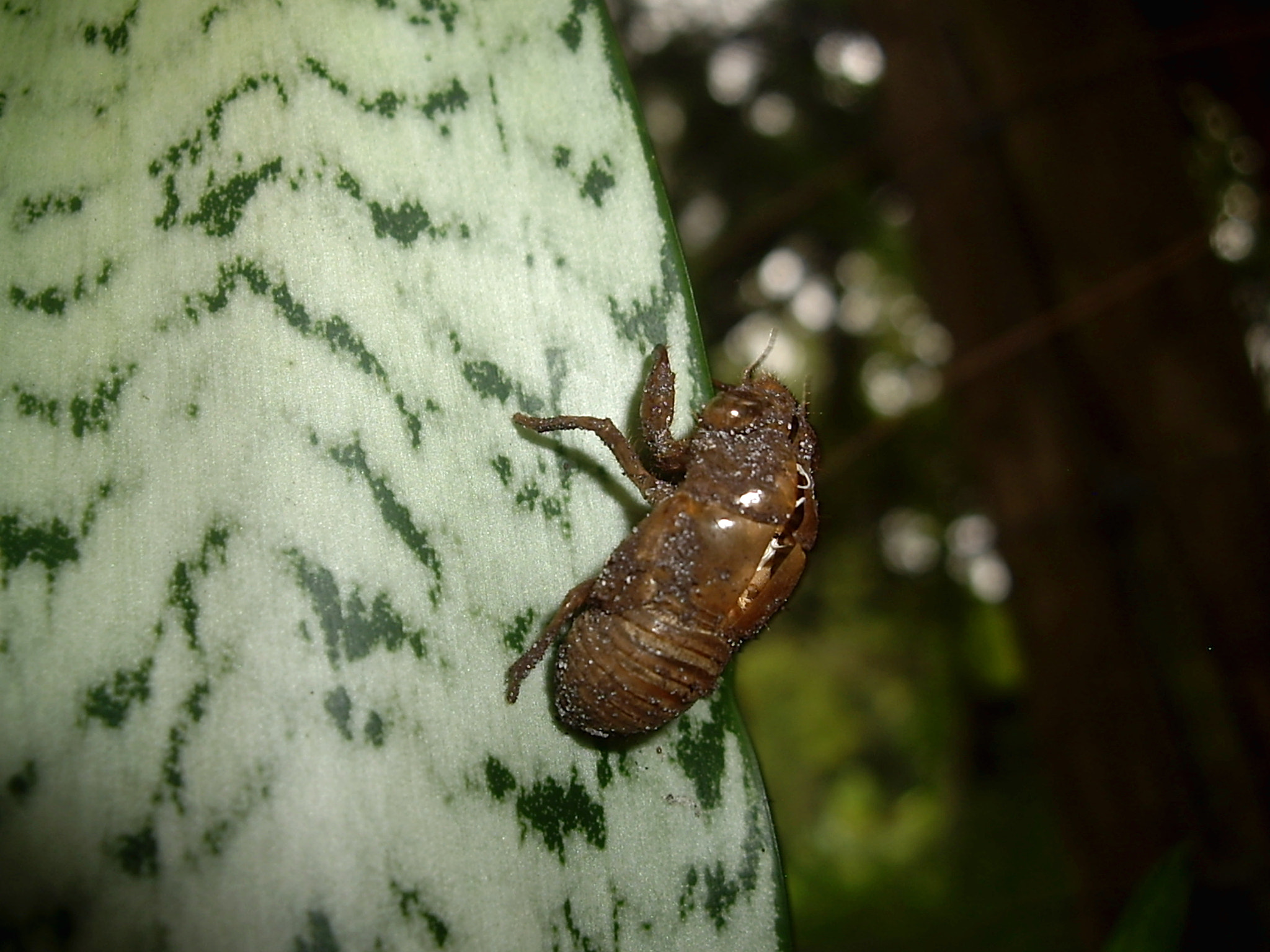 Pentax OPTIO A10 sample photo. The alien escaped photography