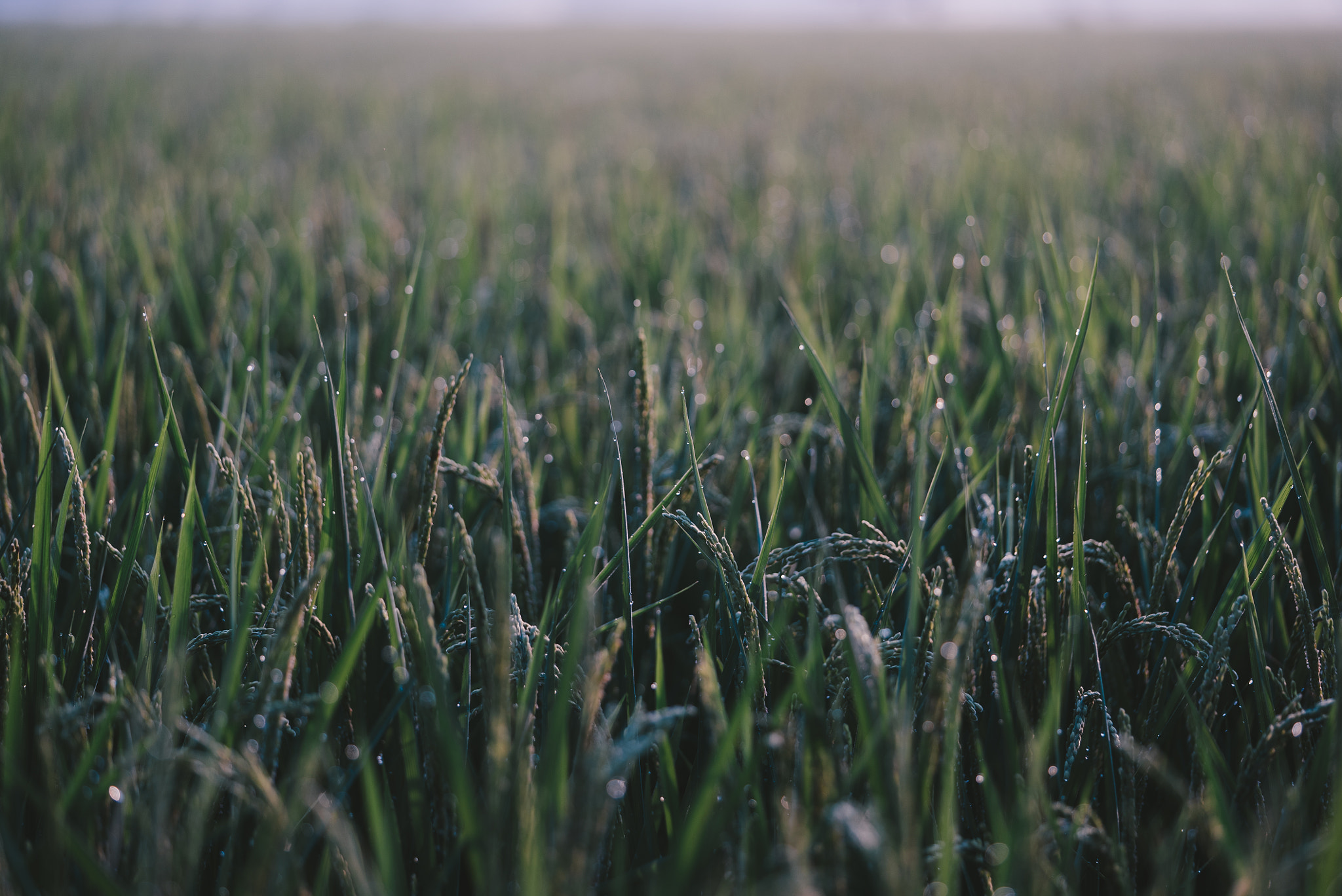 Sony a7S + Sony FE 90mm F2.8 Macro G OSS sample photo. Rice photography