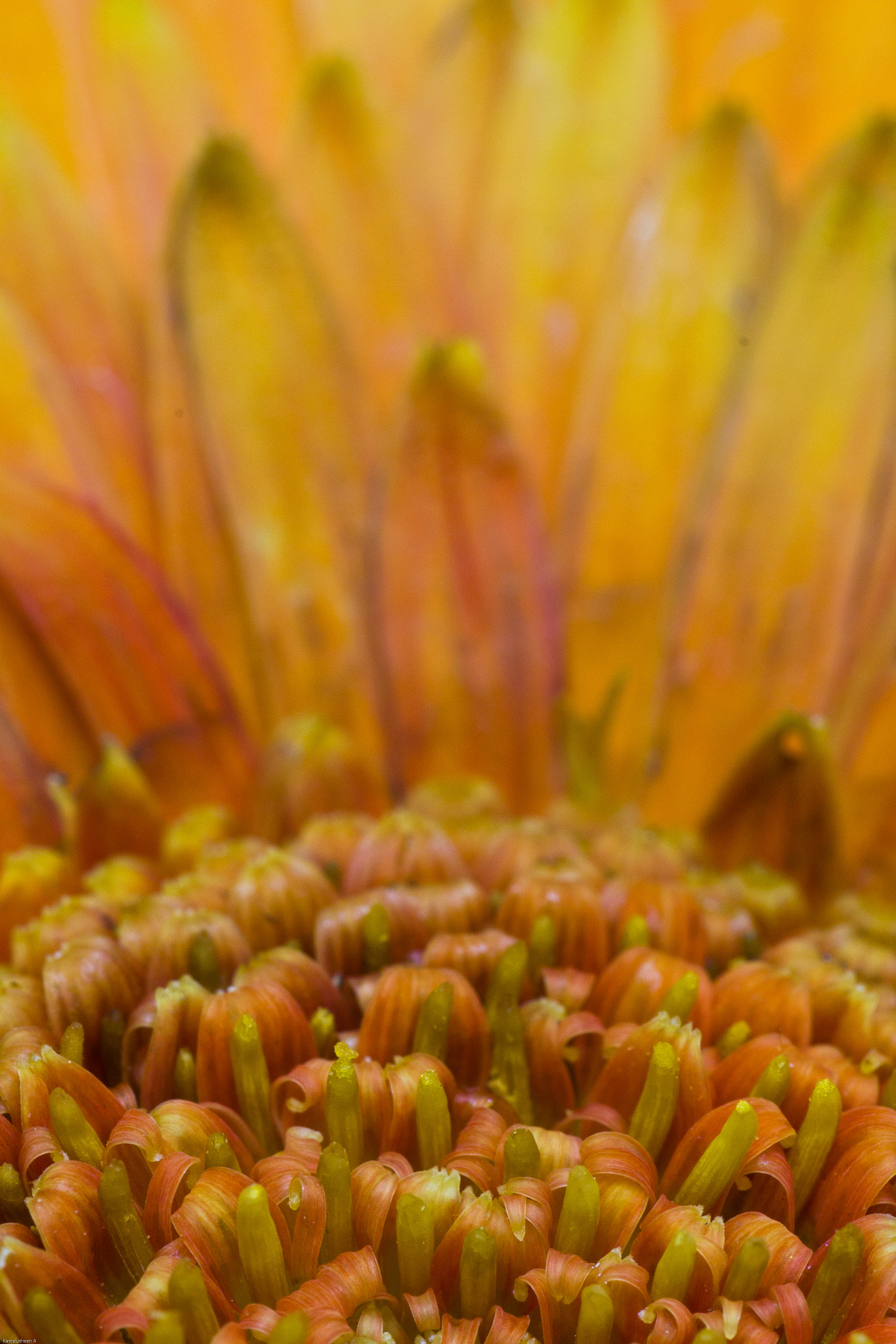 Tamron SP AF 90mm F2.8 Di Macro sample photo. Florets photography