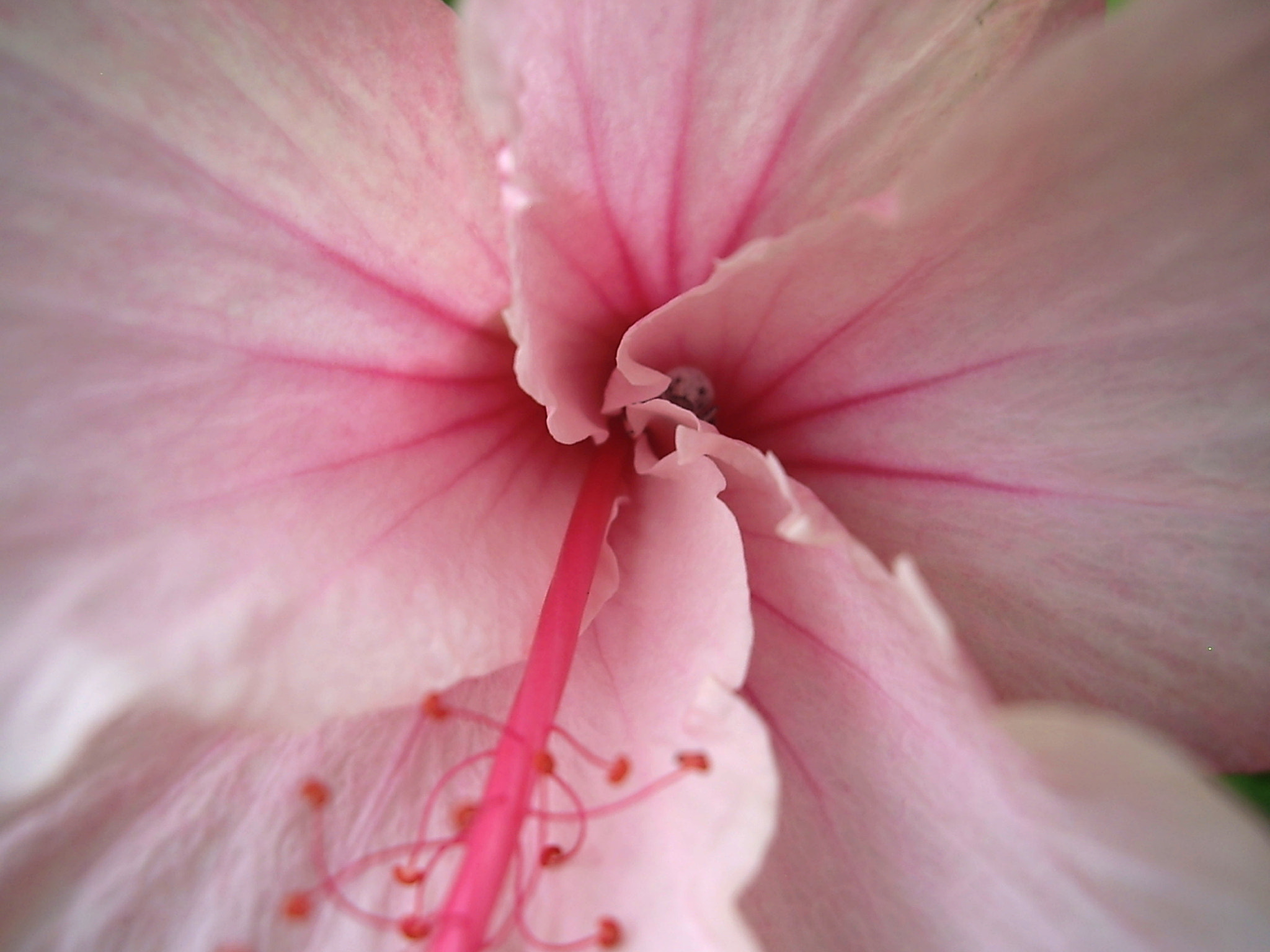 Pentax OPTIO A10 sample photo. Peekaboo photography