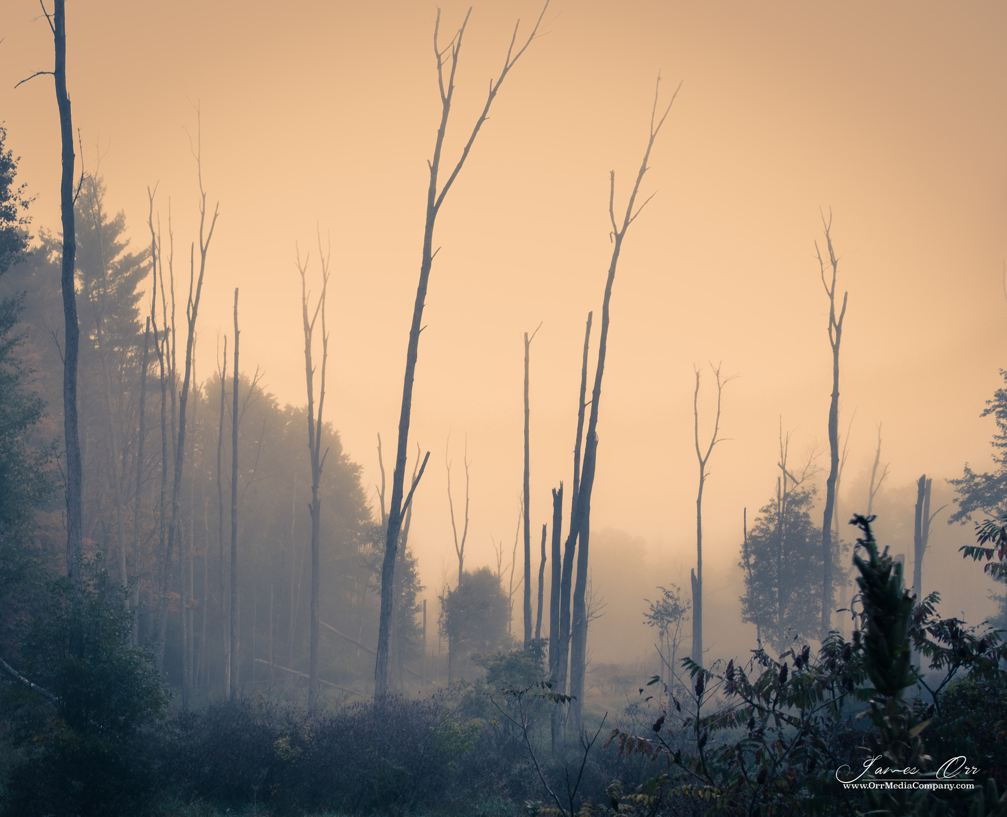 Canon EOS 5DS + Canon EF 24mm F1.4L II USM sample photo. Foggy trees photography