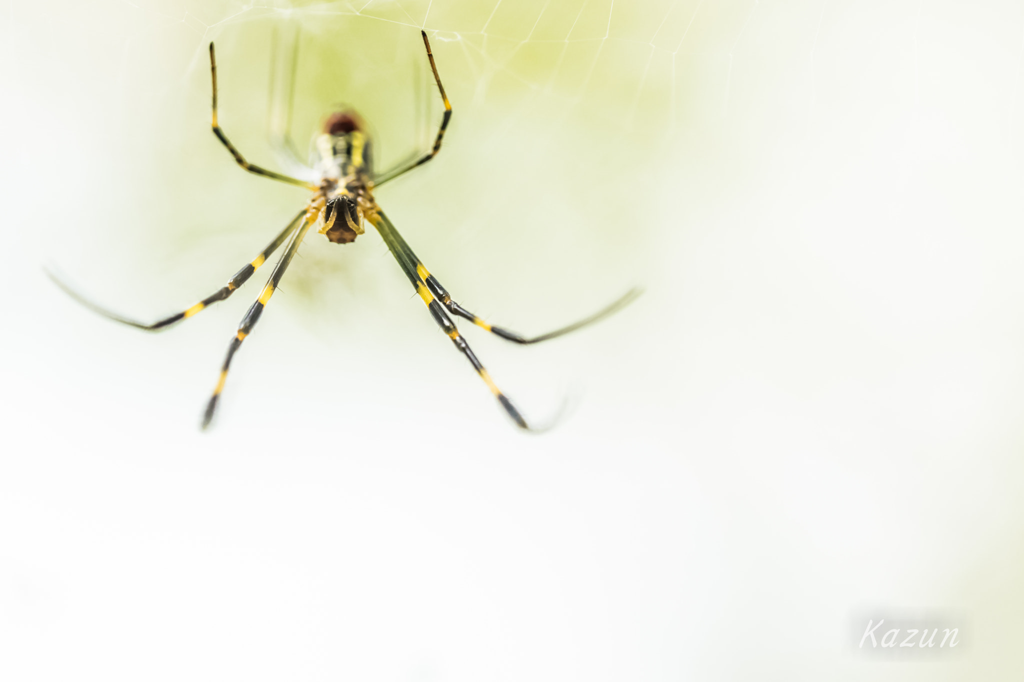 Canon EF 100mm F2.8L Macro IS USM sample photo. Spider-world! photography