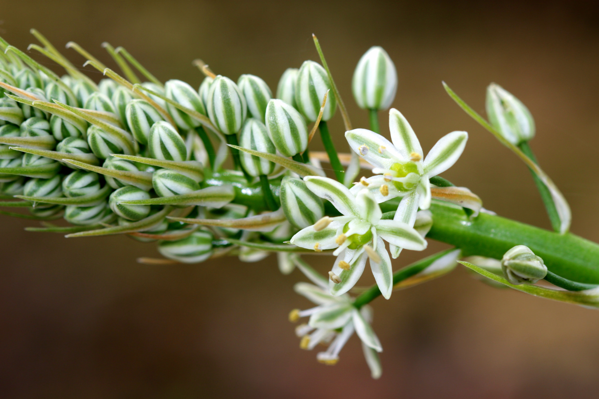Canon EF 100mm F2.8 Macro USM sample photo. Img photography