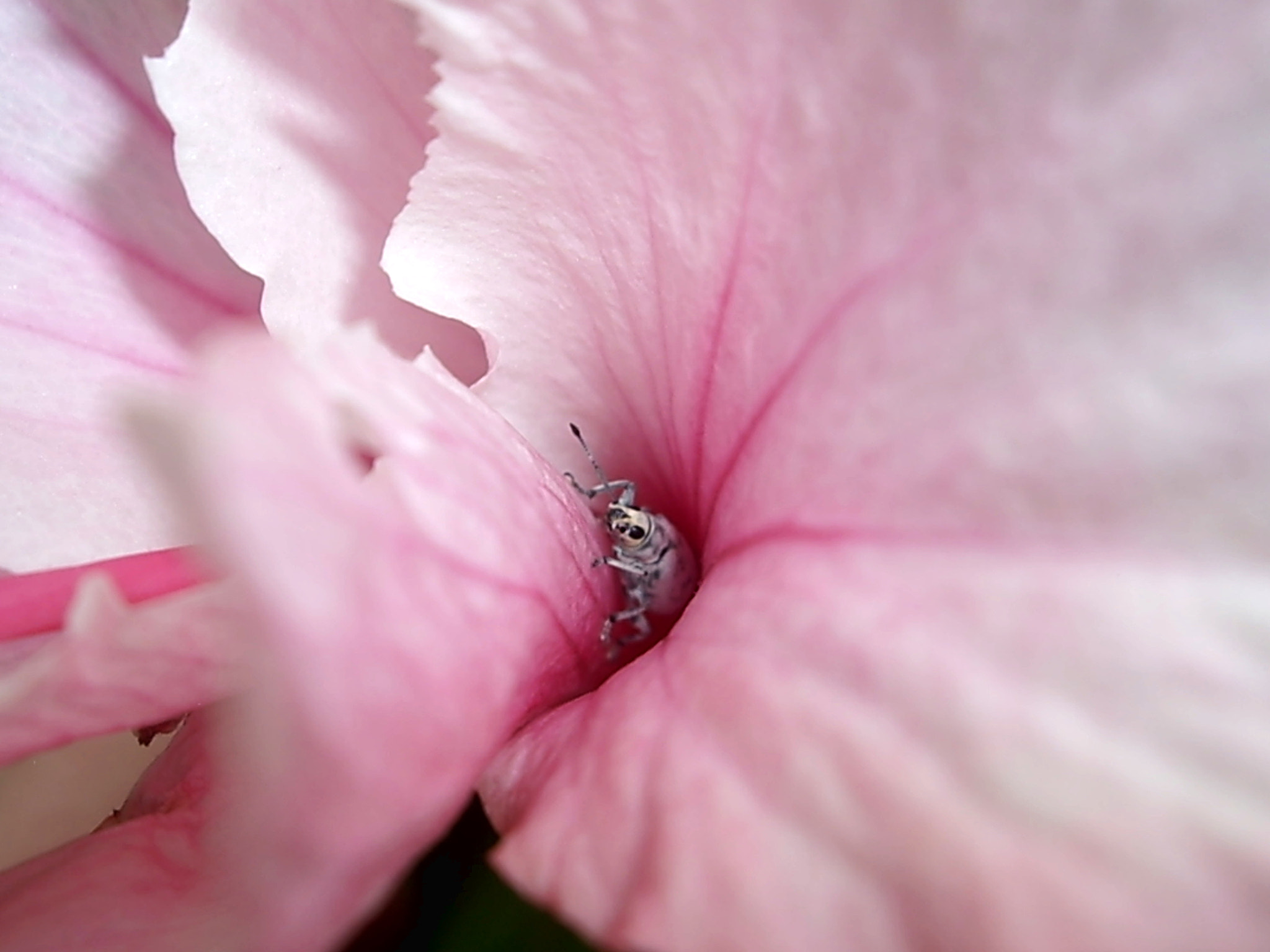 Pentax OPTIO A10 sample photo. Peekaboo2 photography