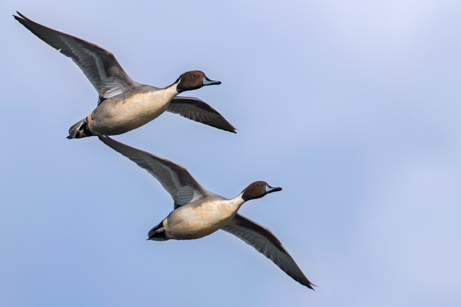 Canon EF 300mm F2.8L IS II USM sample photo. Codons photography