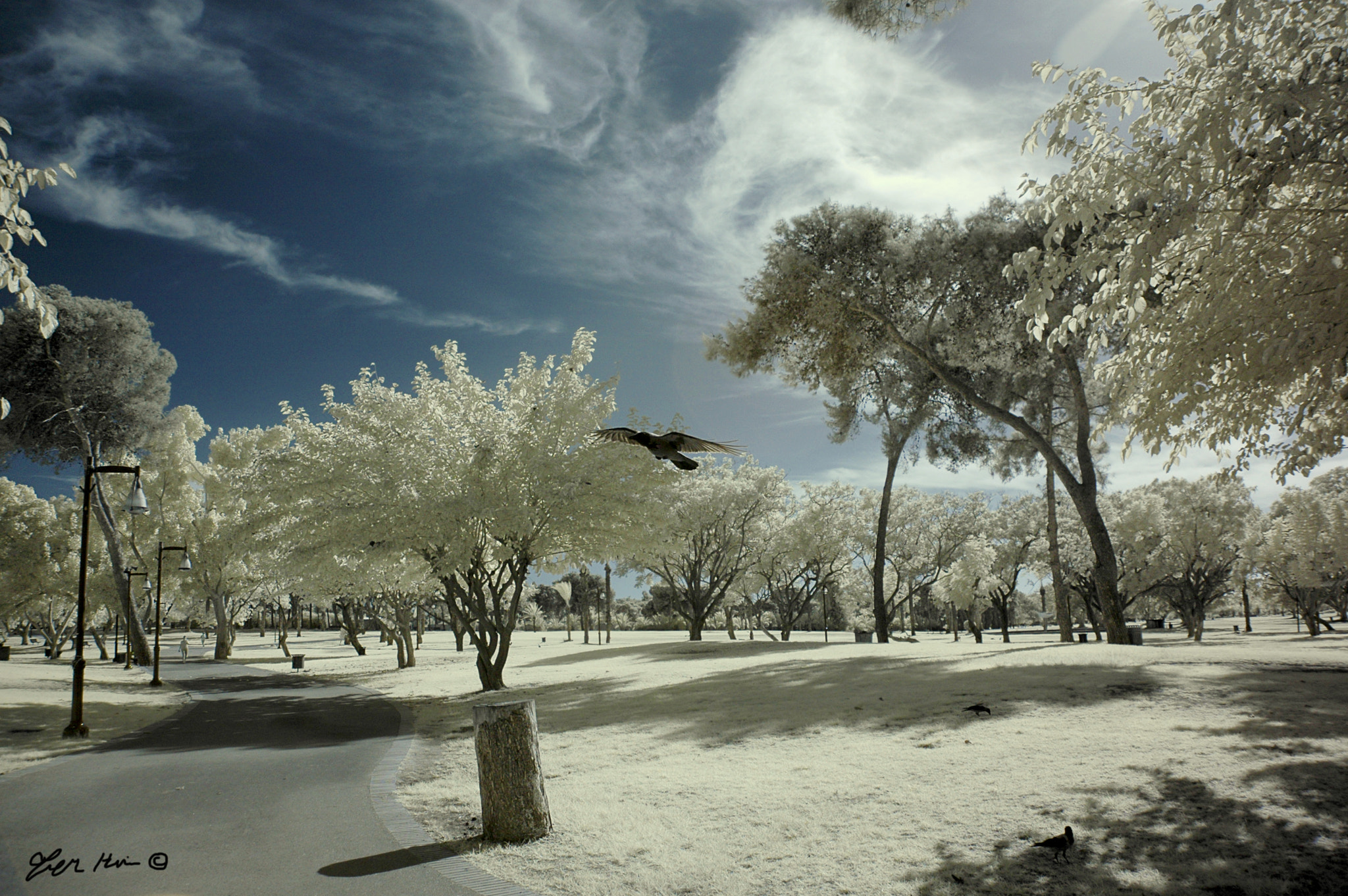 Nikon D70 sample photo. He is a crow photography