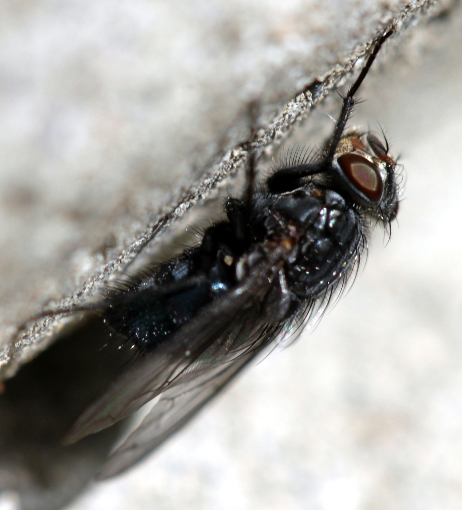 Canon EF 100mm F2.8 Macro USM sample photo. Img photography