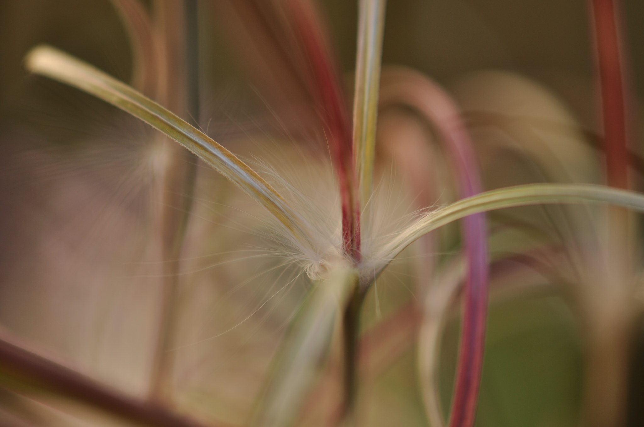 Nikon AF-S DX Micro-Nikkor 85mm F3.5G ED VR sample photo. Fireweed seed photography