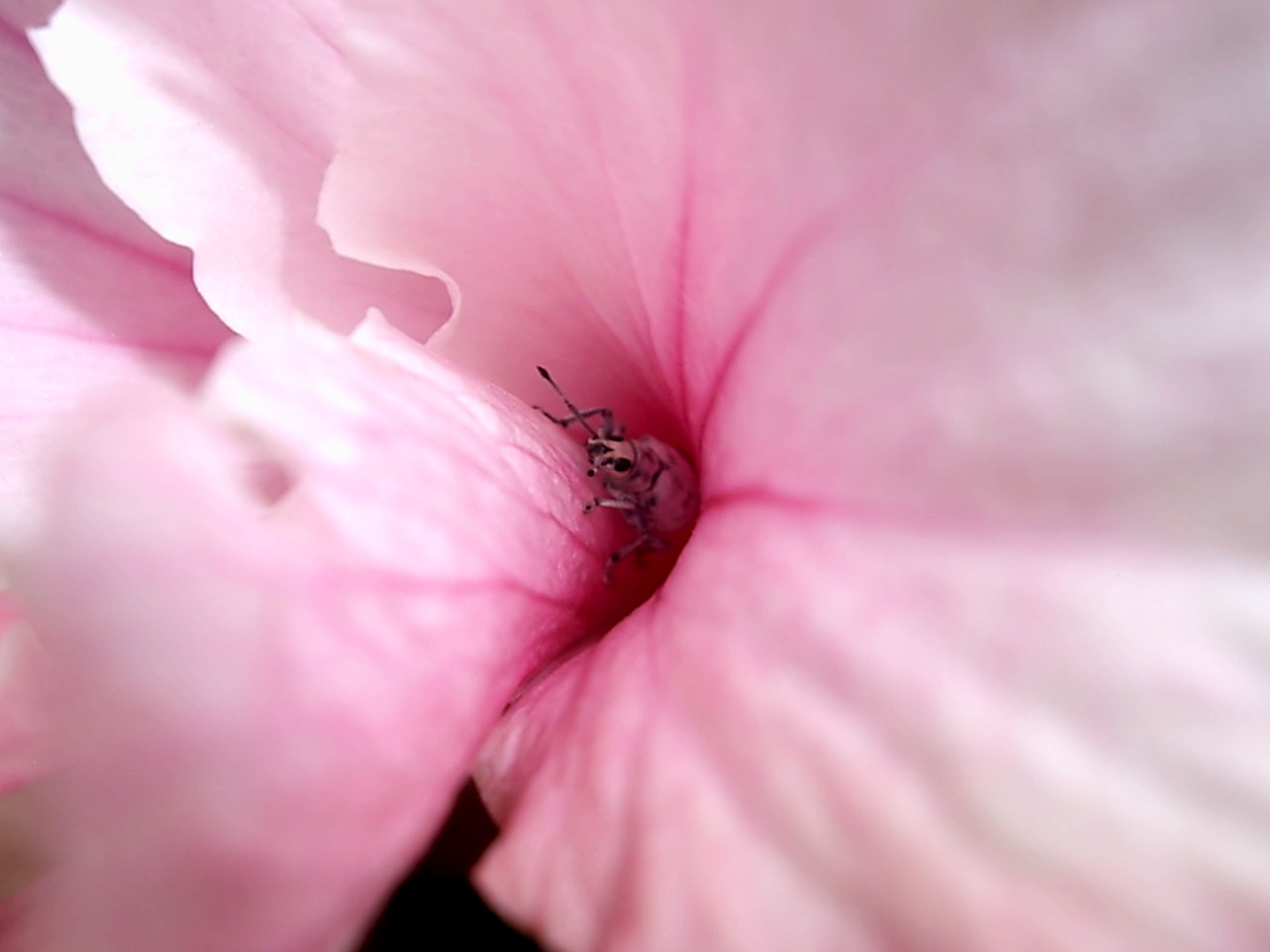 Pentax OPTIO A10 sample photo. Peekaboo photography