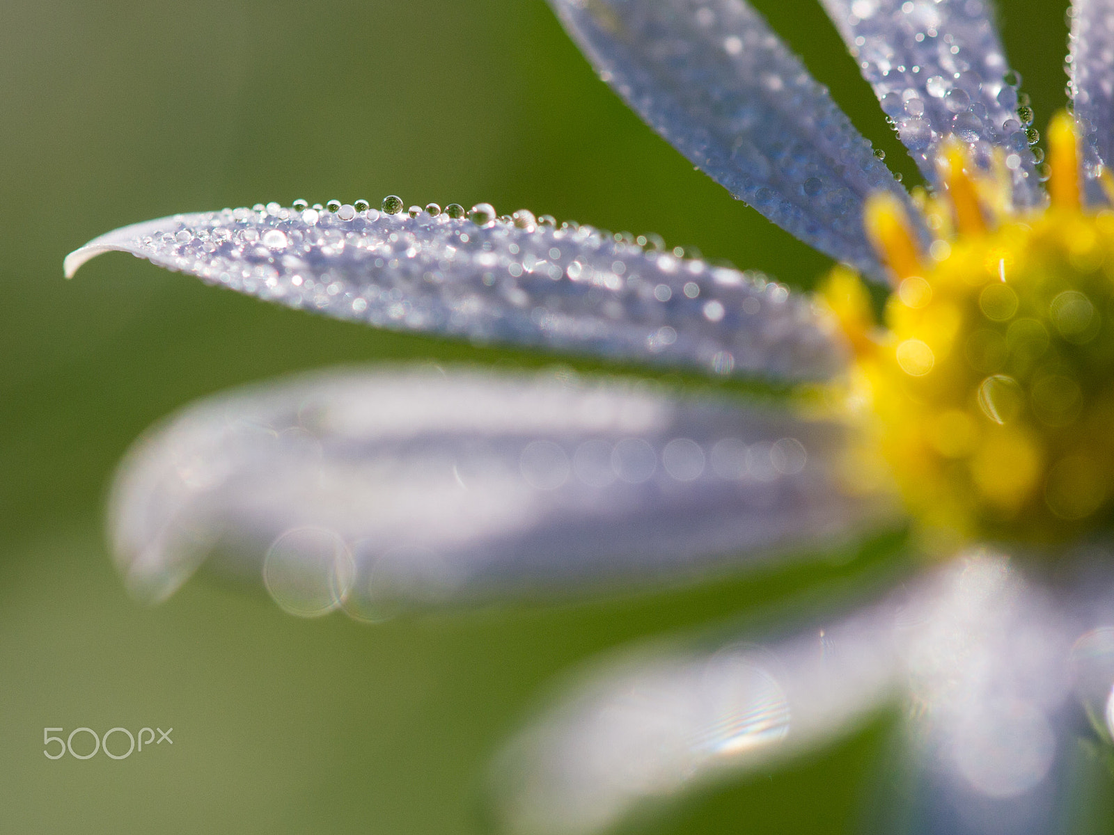 Olympus PEN E-PM1 sample photo. Water drops photography
