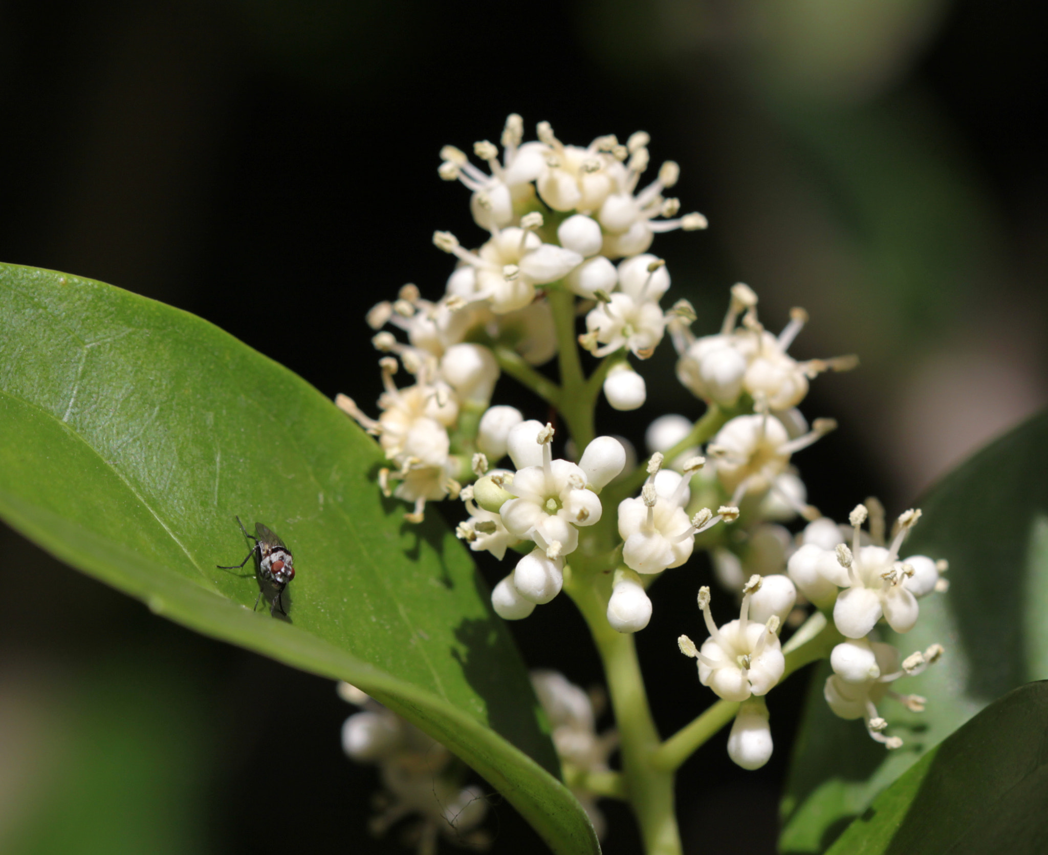 Canon EF 100mm F2.8 Macro USM sample photo. Img photography