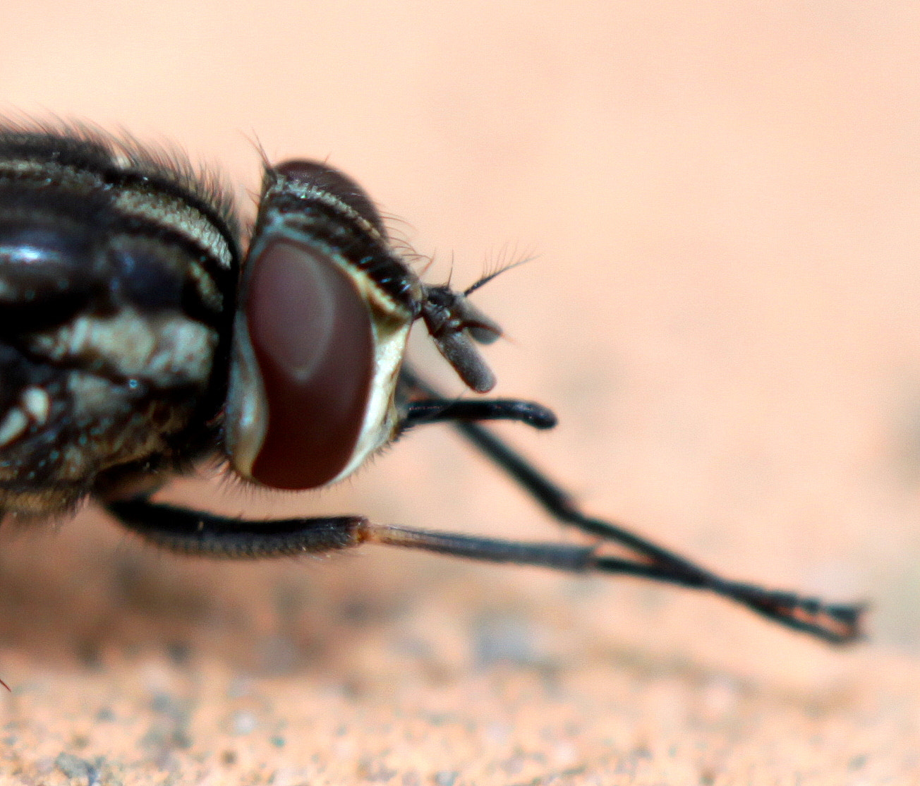 Canon EF 100mm F2.8 Macro USM sample photo. Img photography