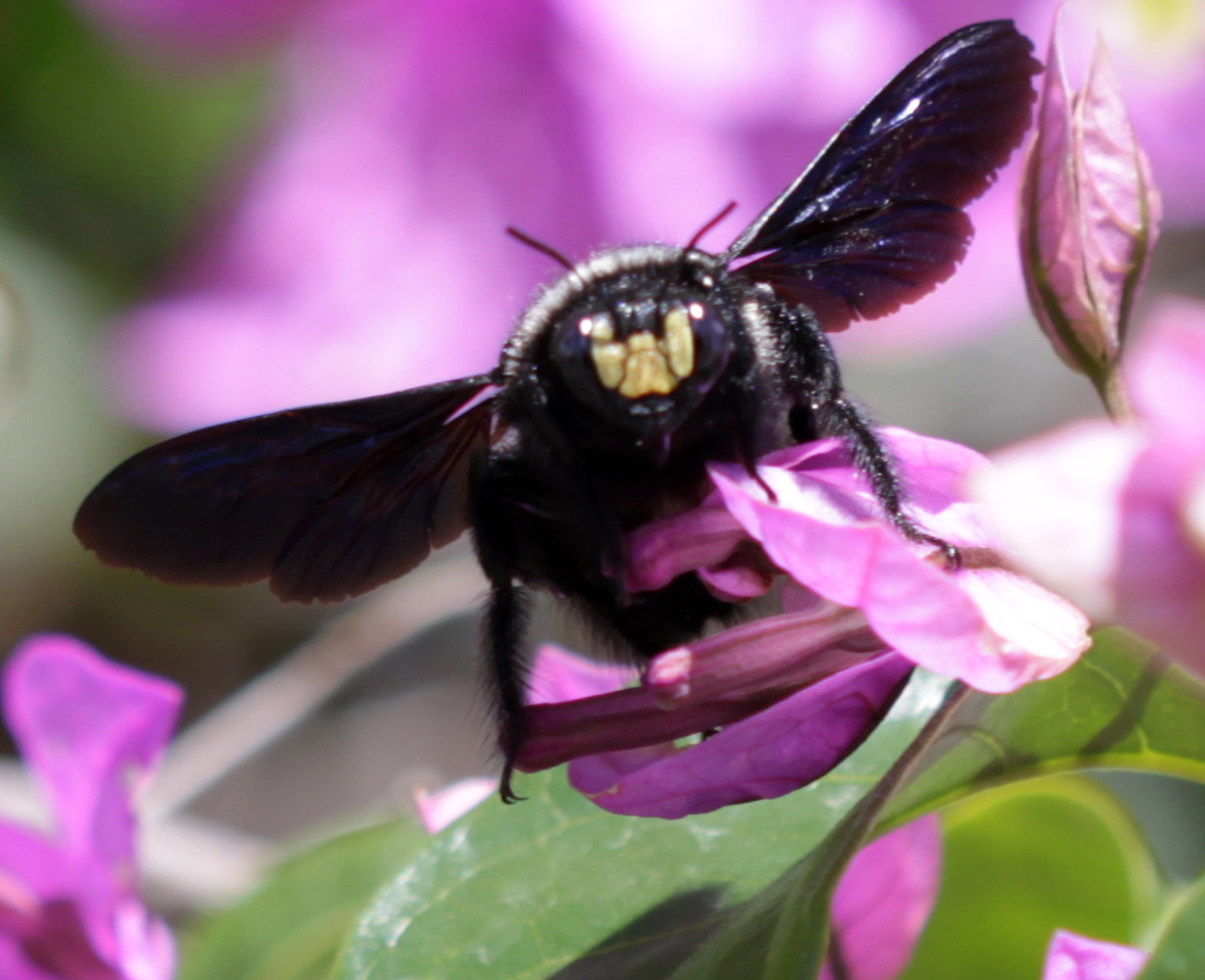 Canon EF 100mm F2.8 Macro USM sample photo. Img photography