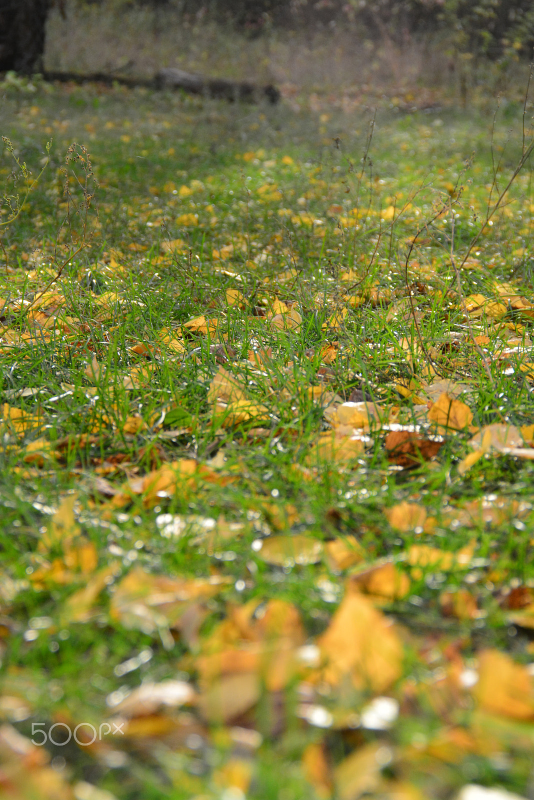 Nikon D5200 sample photo. Gold autumn photography